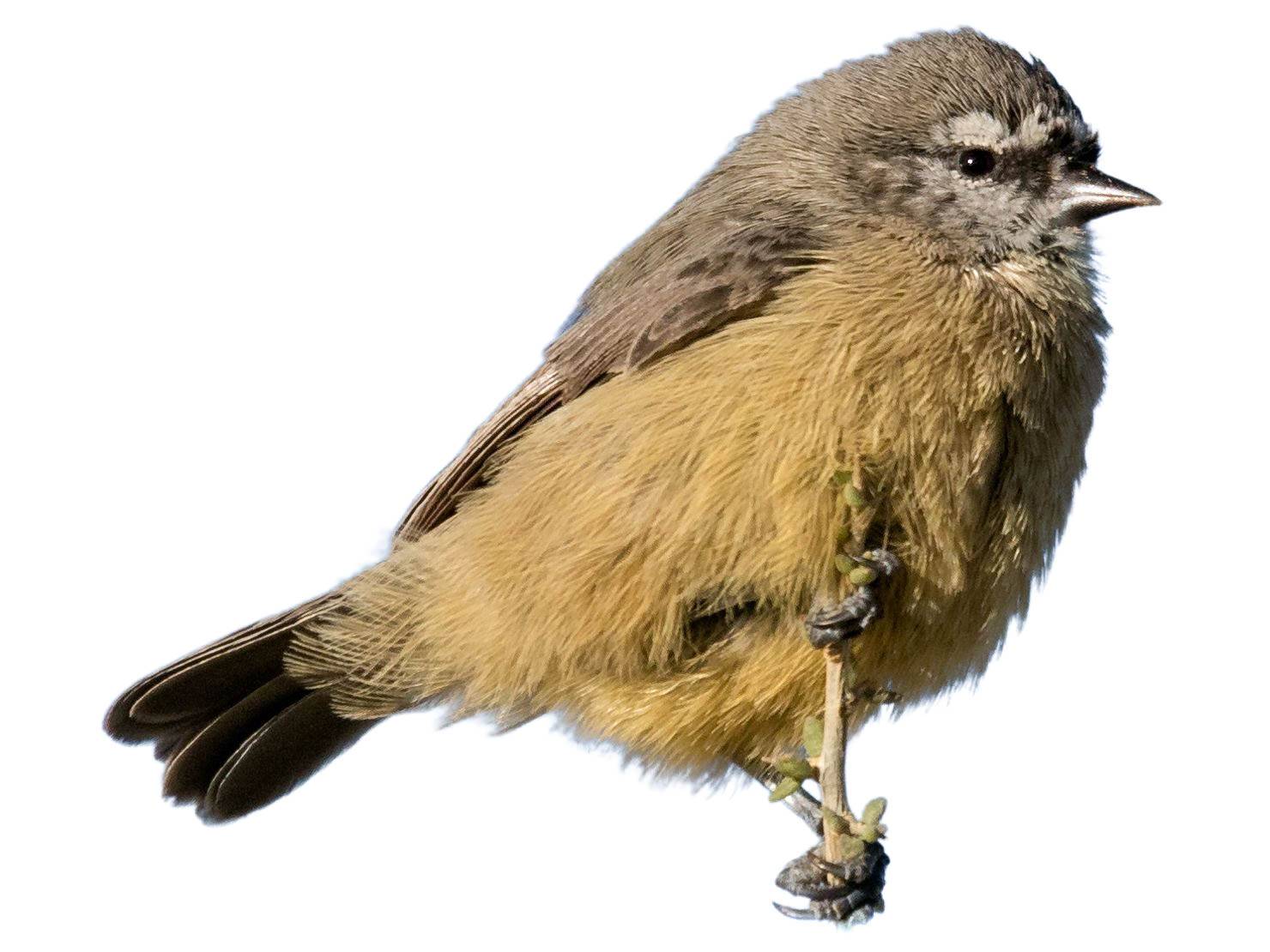 A photo of a Cape Penduline Tit (Anthoscopus minutus)