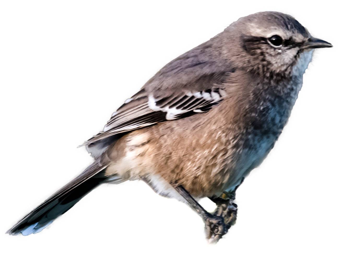 A photo of a Patagonian Mockingbird (Mimus patagonicus)