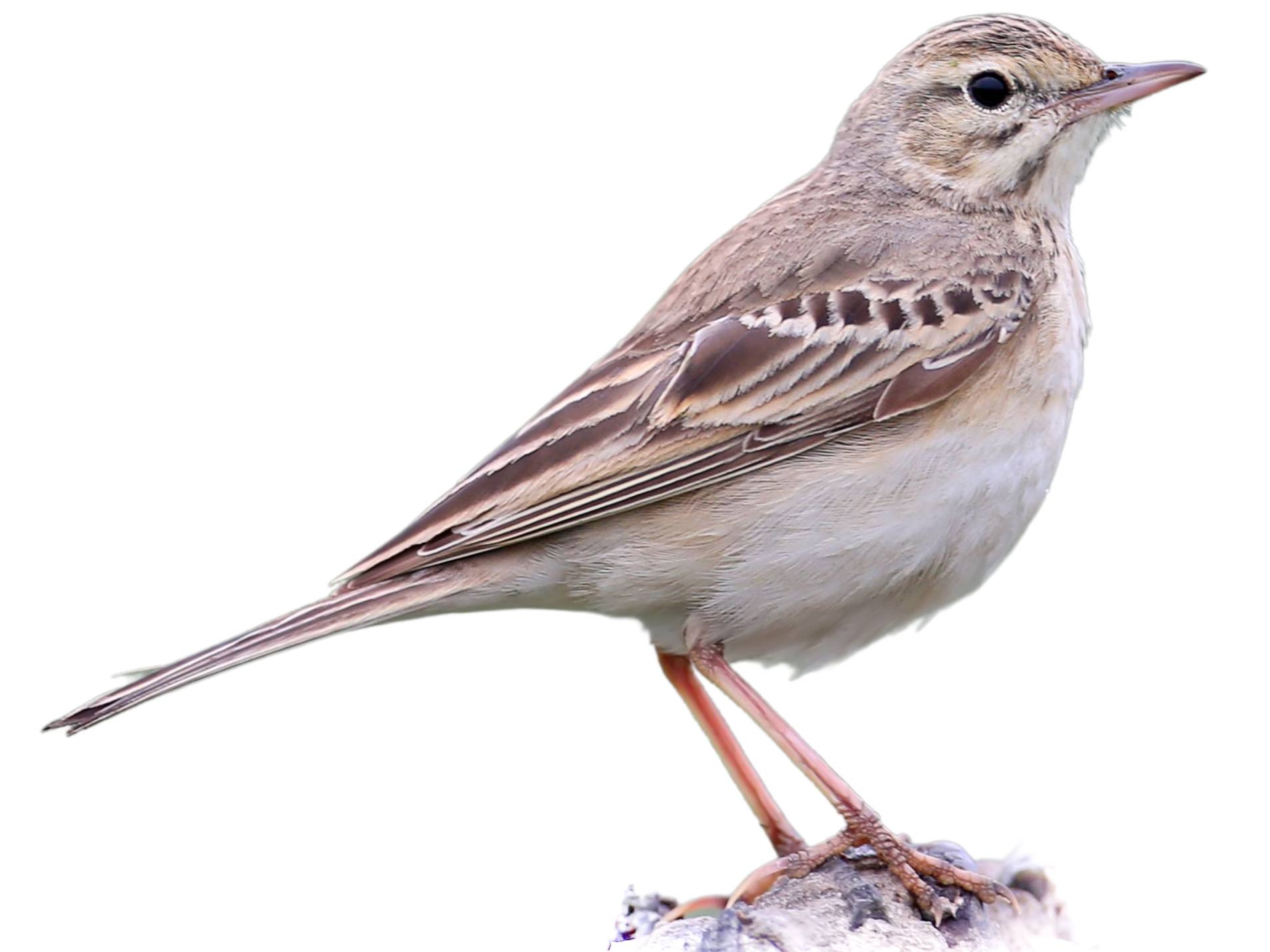 A photo of a Tawny Pipit (Anthus campestris)