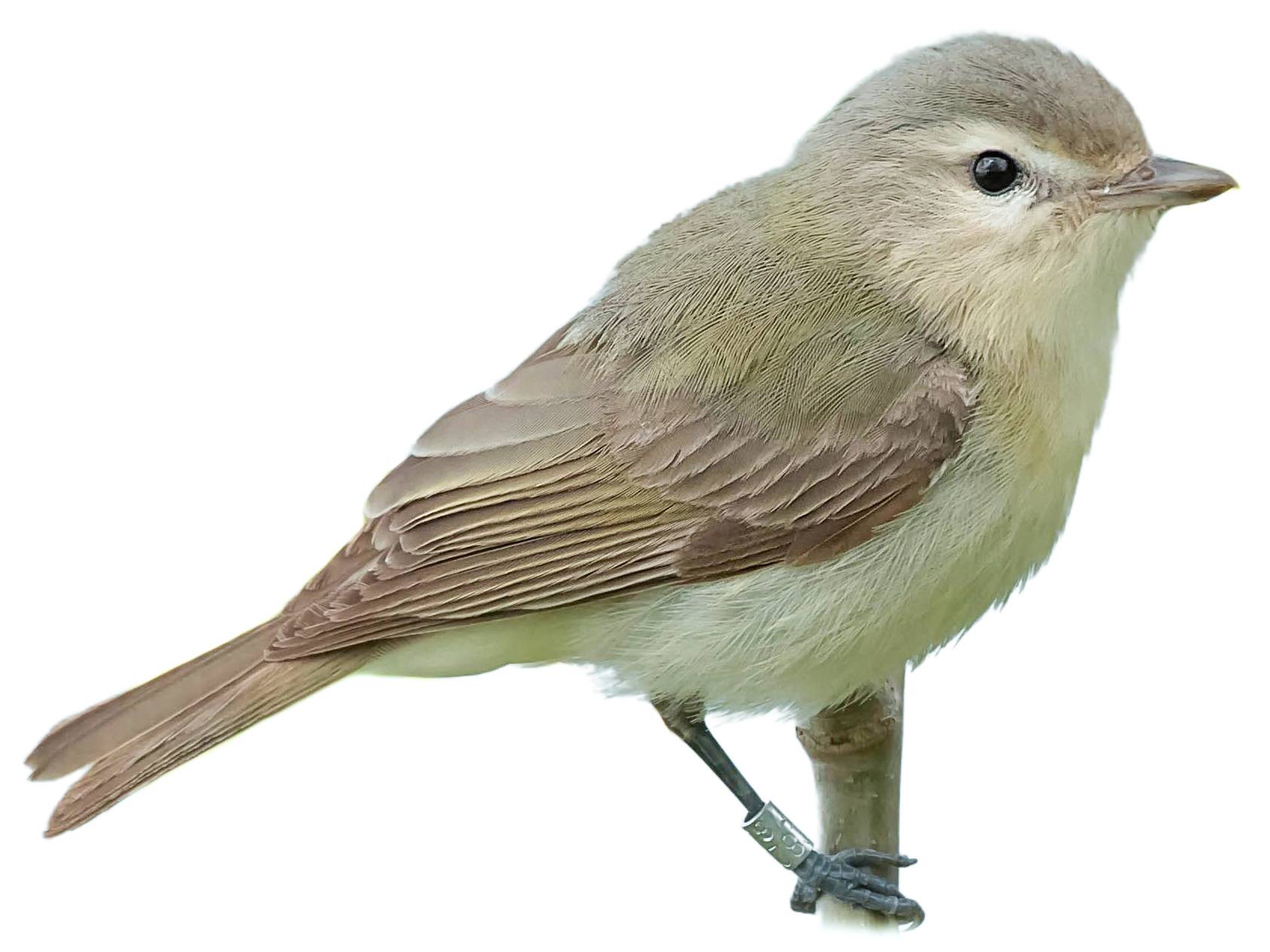 A photo of a Warbling Vireo (Vireo gilvus)