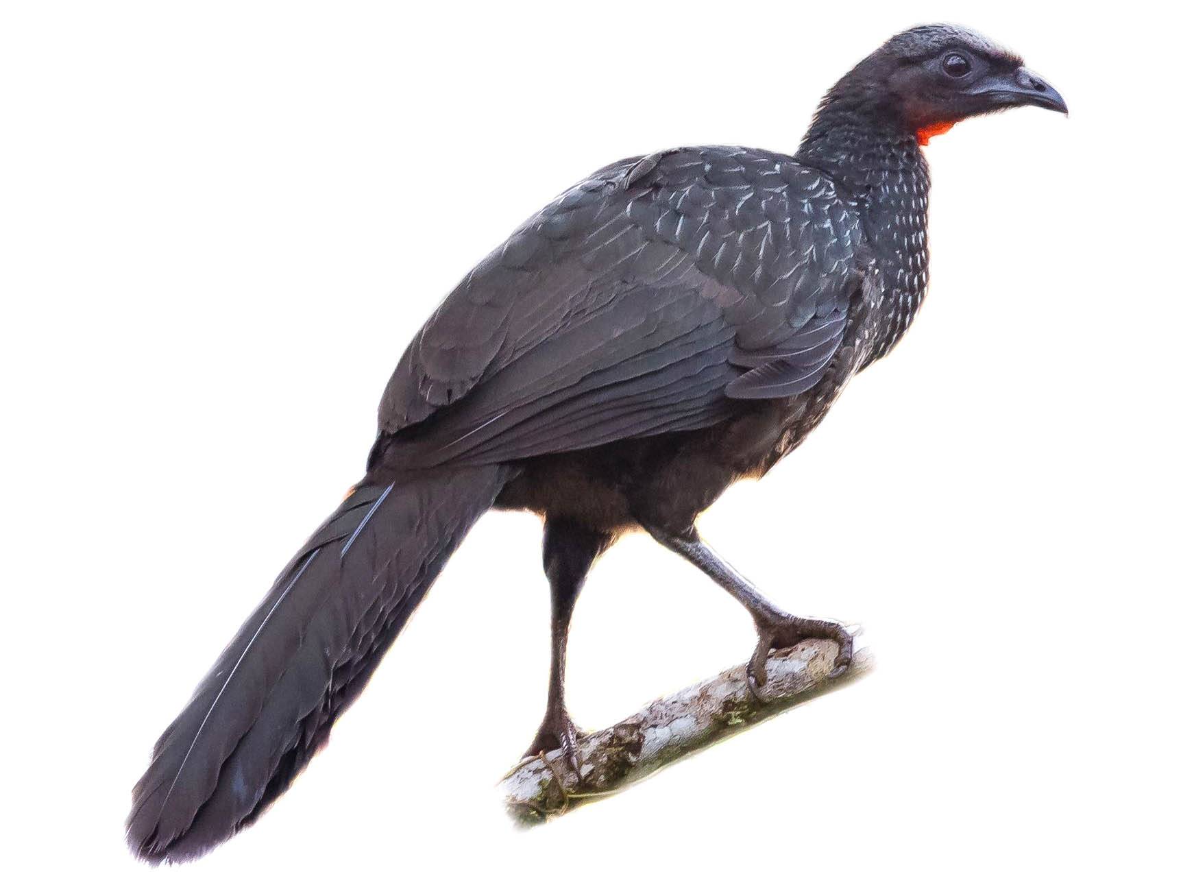 A photo of a Dusky-legged Guan (Penelope obscura)