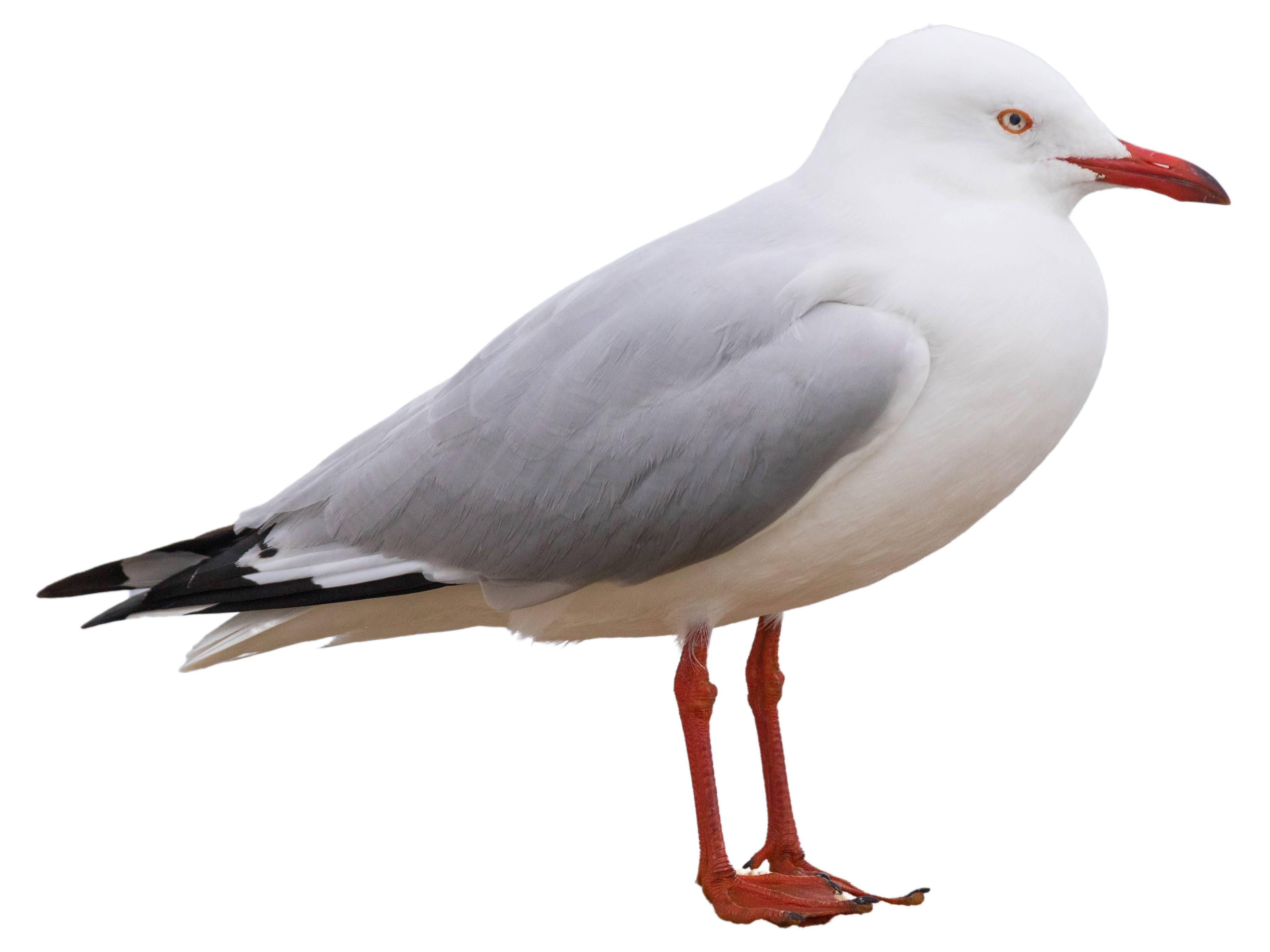 A photo of a Silver Gull (Chroicocephalus novaehollandiae)