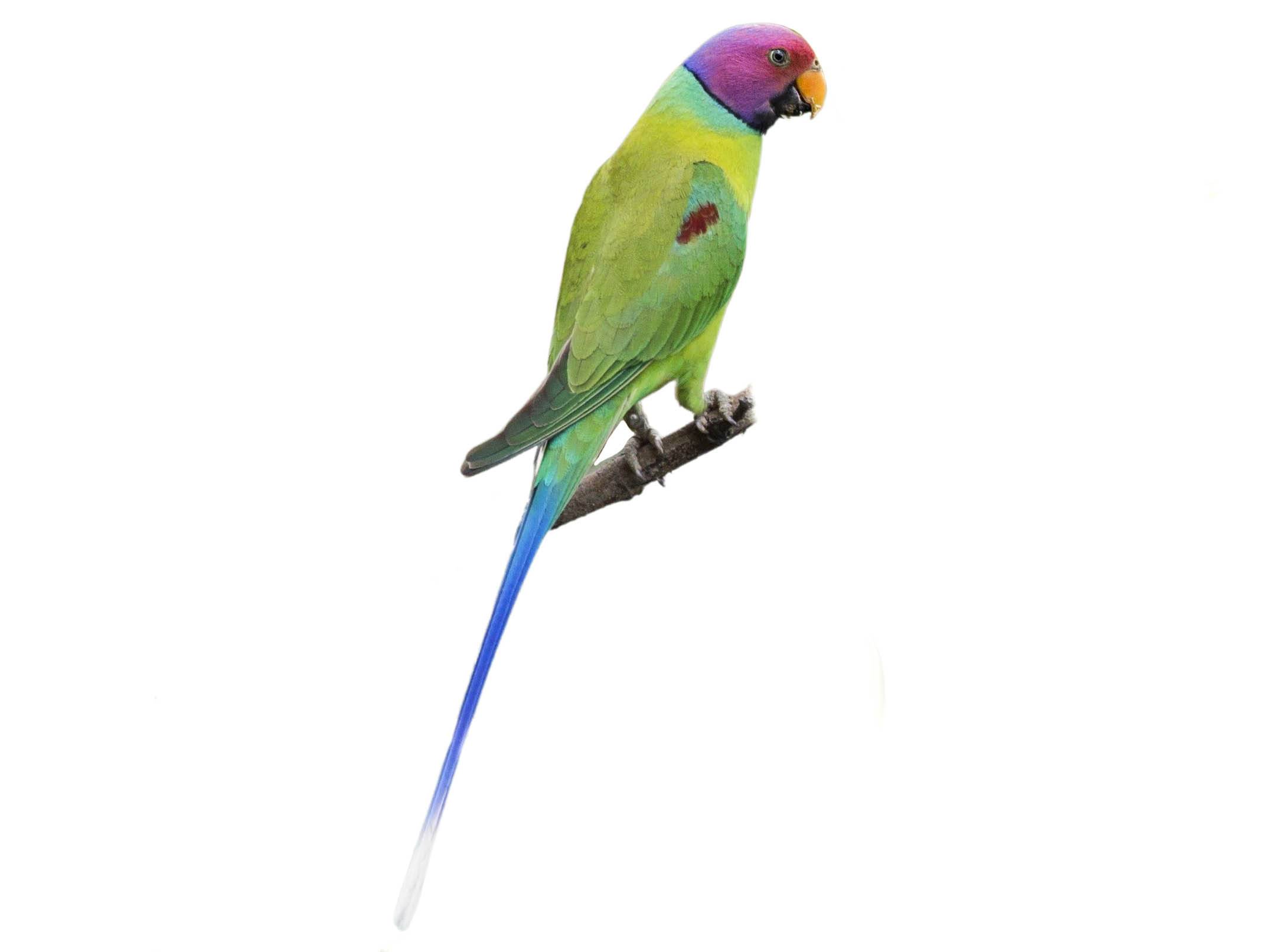 A photo of a Plum-headed Parakeet (Psittacula cyanocephala), male