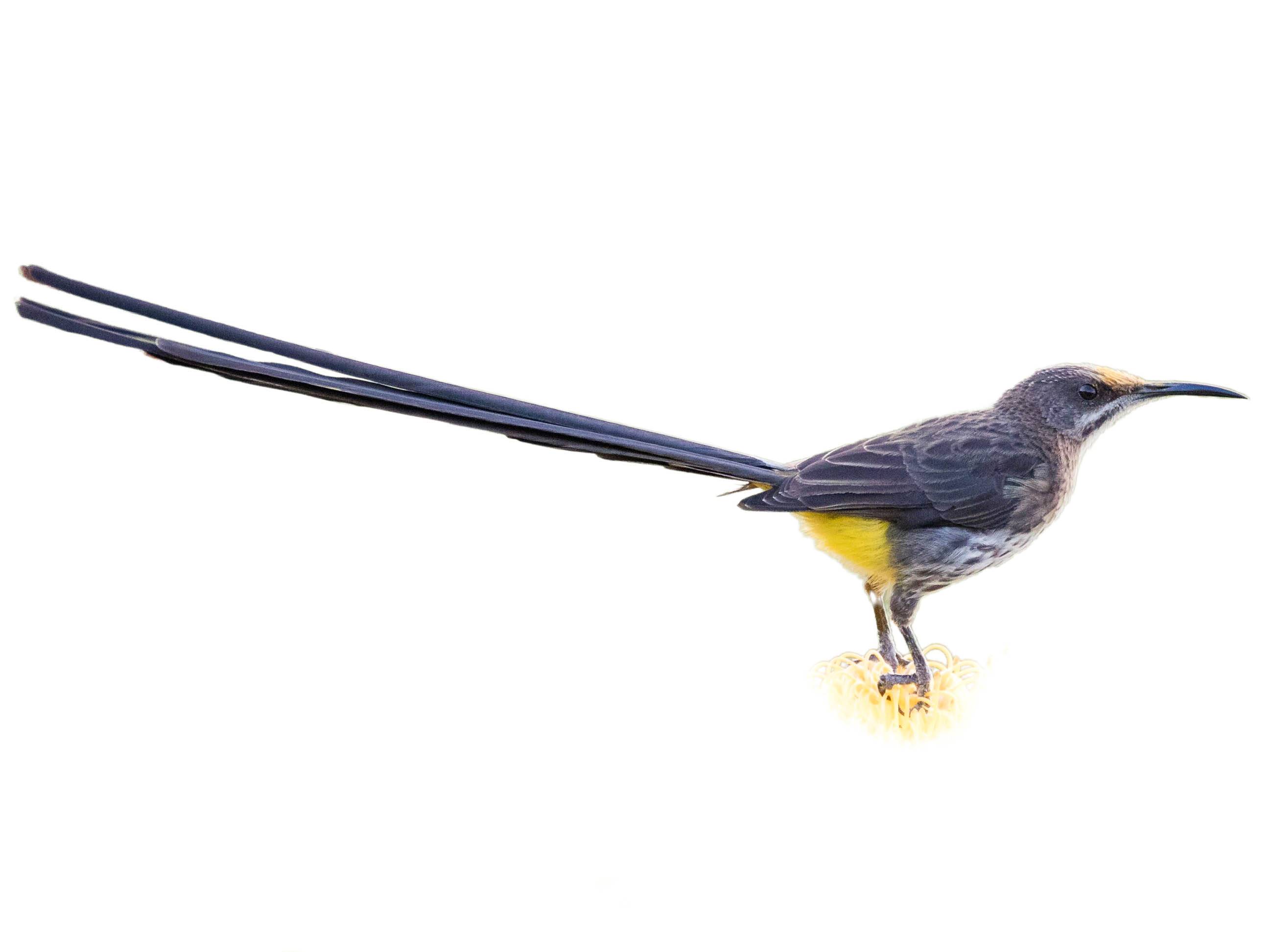 A photo of a Cape Sugarbird (Promerops cafer), male