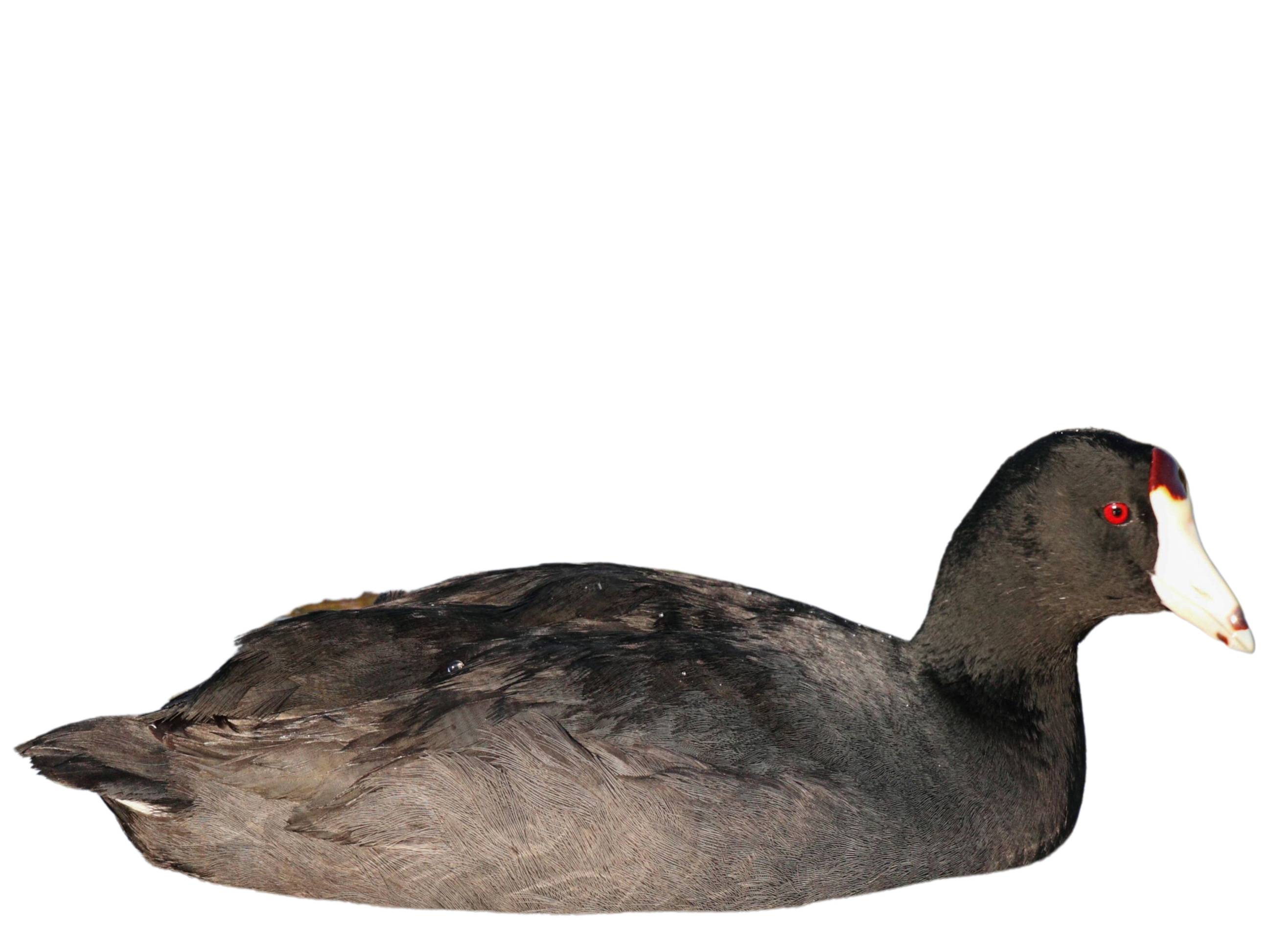 イッタラ　RAQUEL annual bird 2009 イッタラ RAQUEL annual bird 2009 イッタラ RAQUEL annual bird