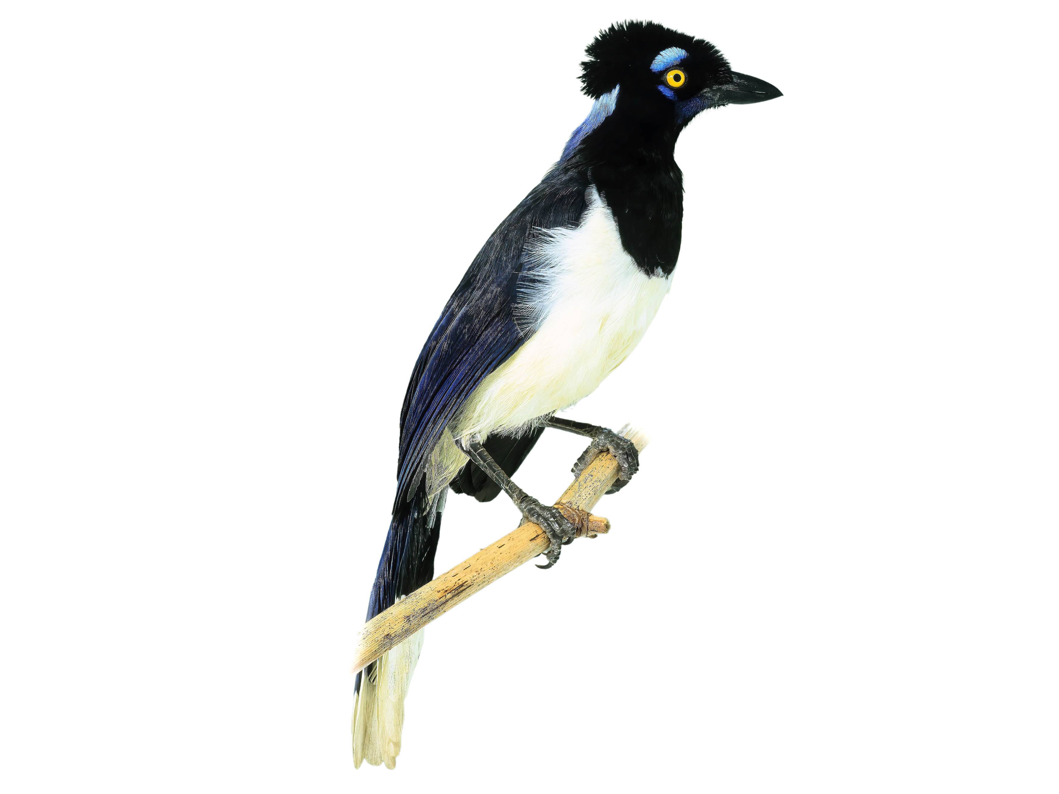 A photo of a Black-chested Jay (Cyanocorax affinis)