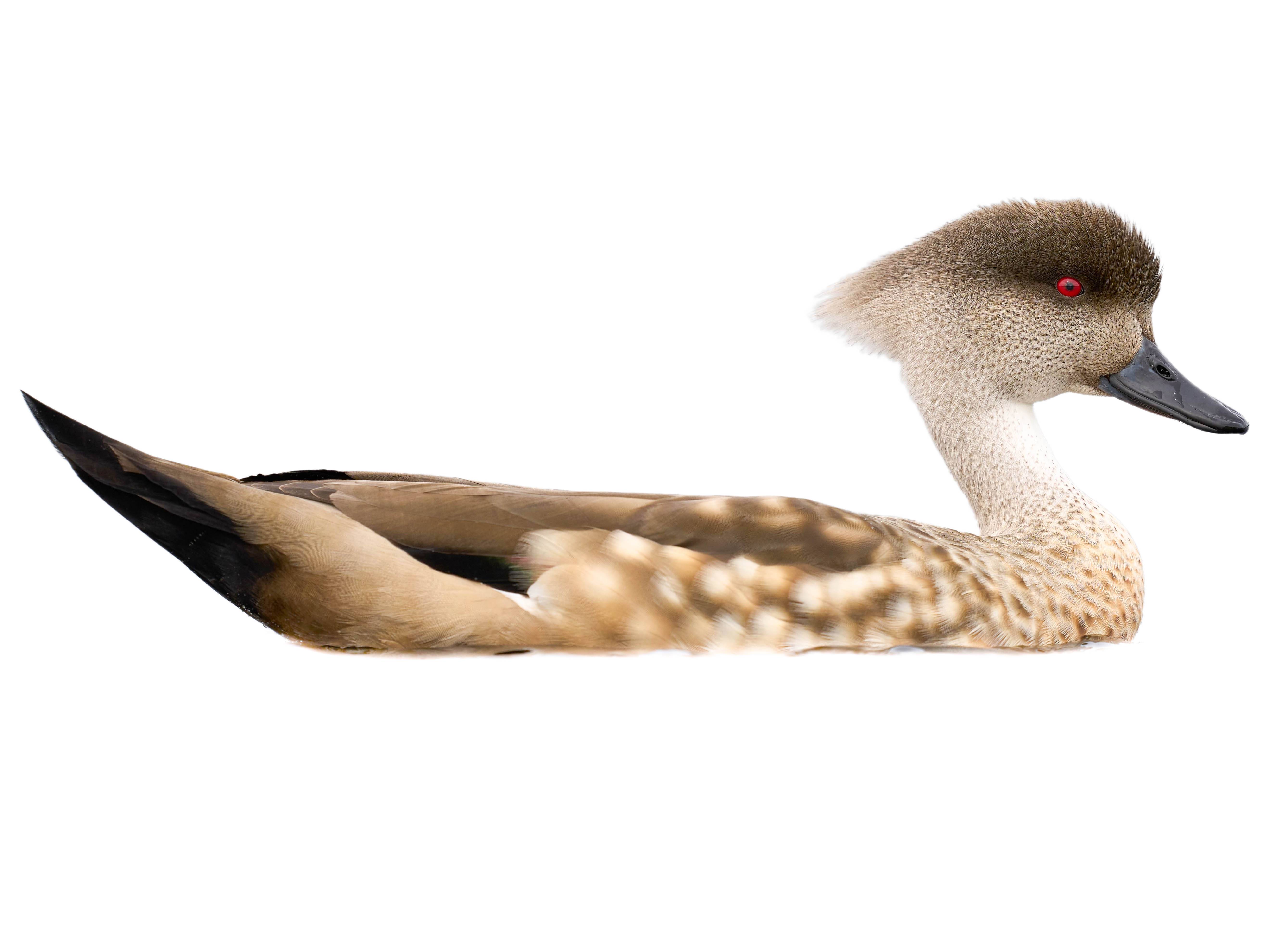 A photo of a Crested Duck (Lophonetta specularioides)