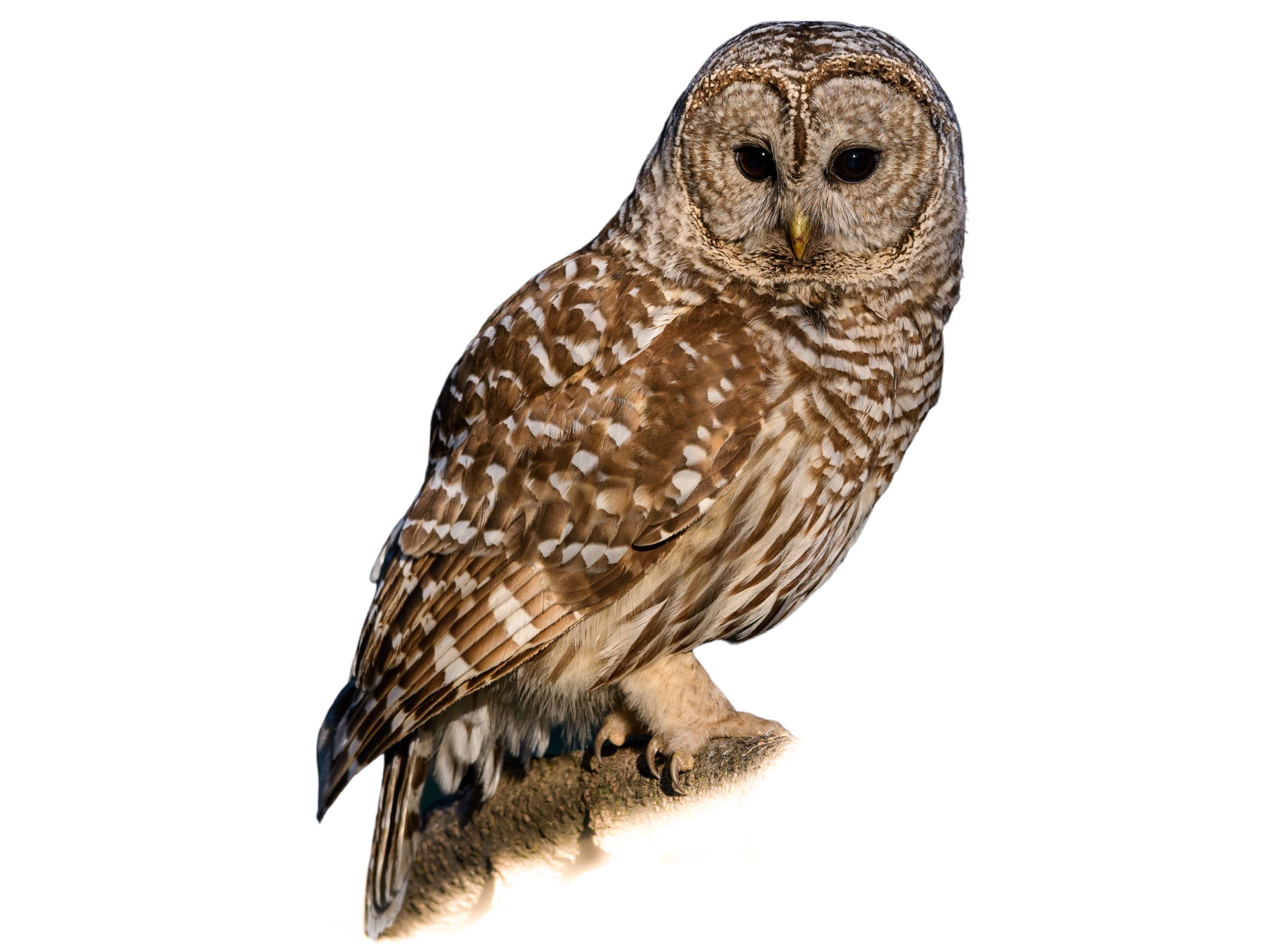 A photo of a Barred Owl (Strix varia)