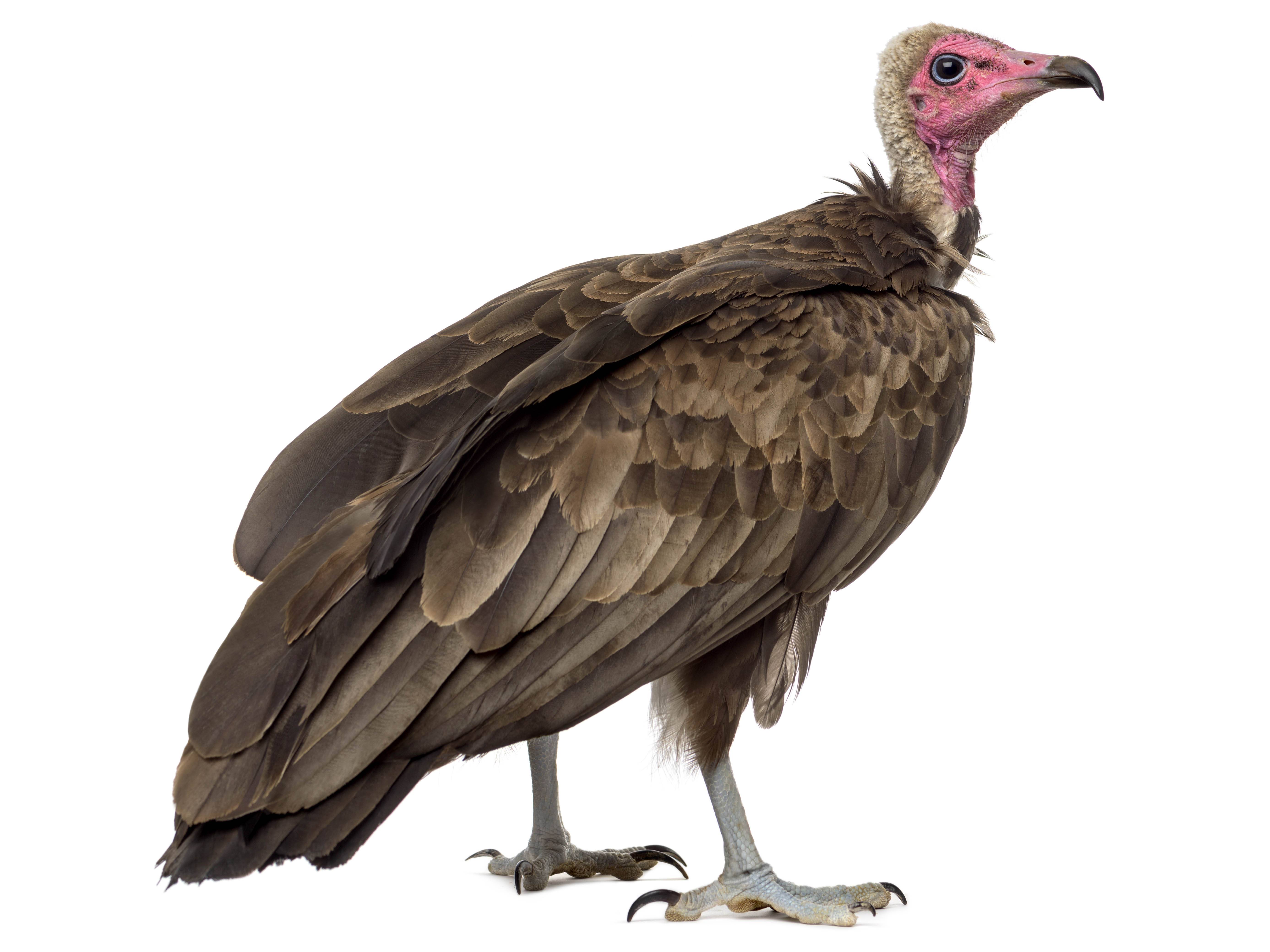 A photo of a Hooded Vulture (Necrosyrtes monachus)