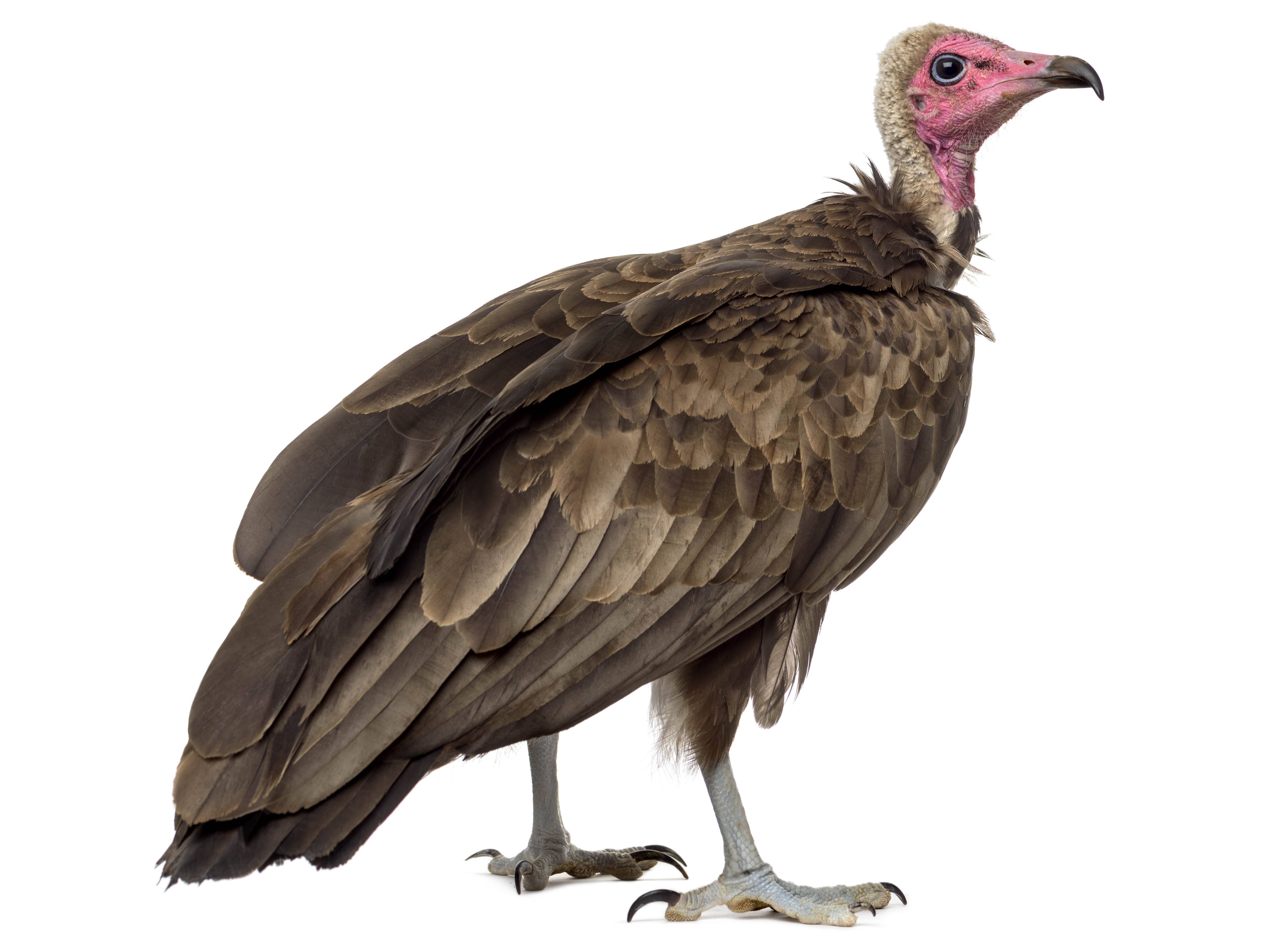 hooded-vulture-necrosyrtes-monachus-identification-birda