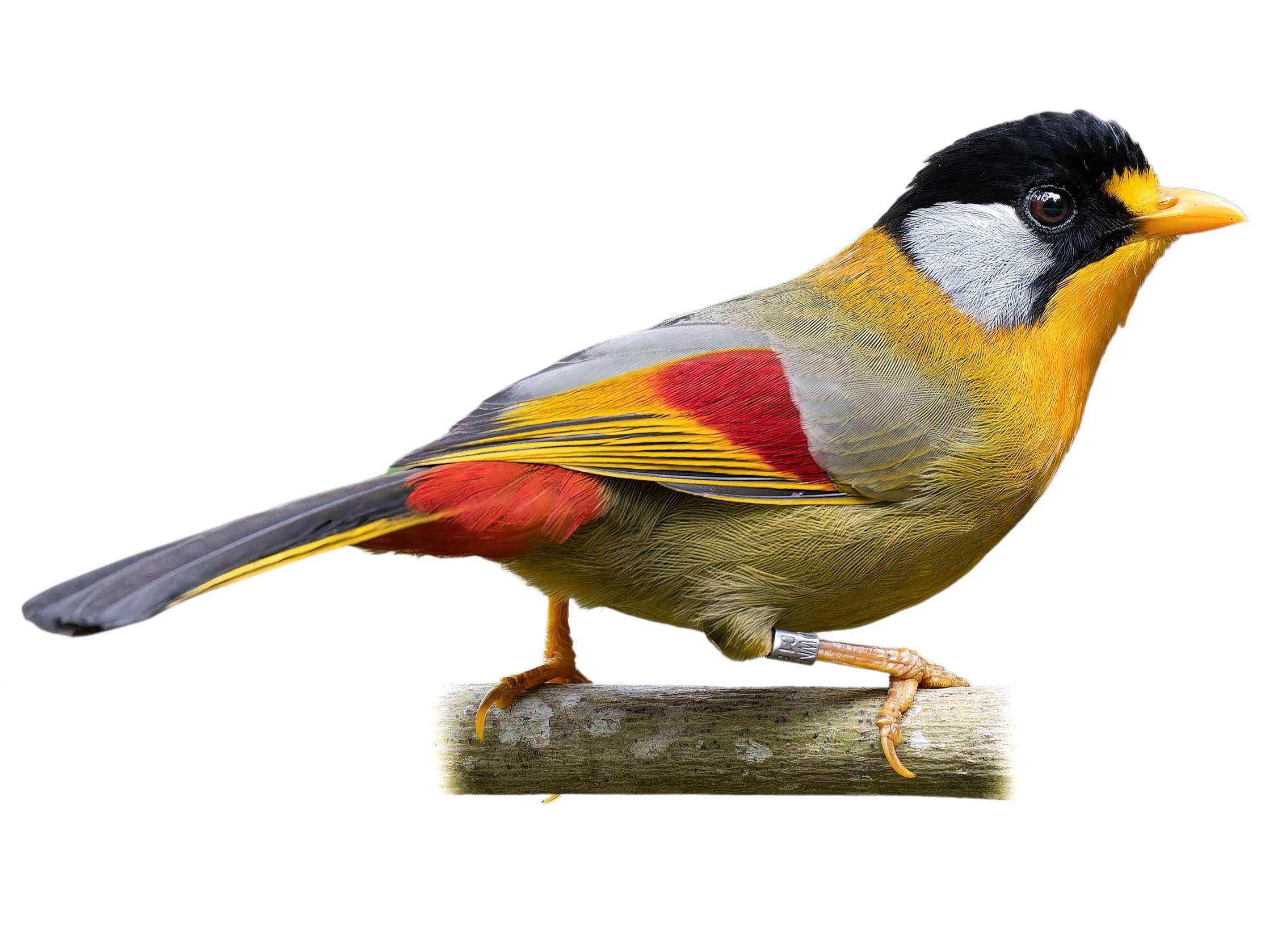 A photo of a Silver-eared Mesia (Leiothrix argentauris)