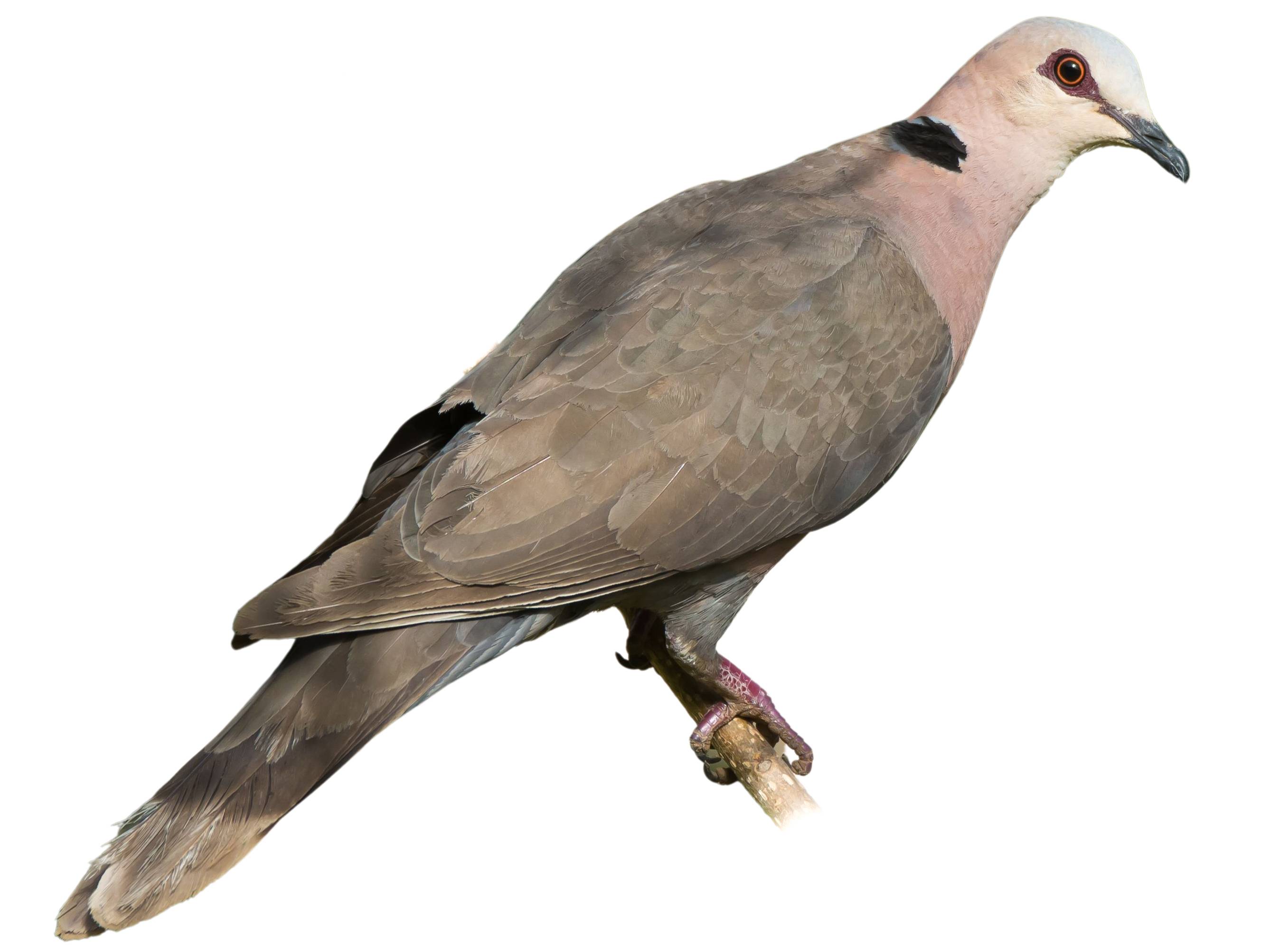 A photo of a Red-eyed Dove (Streptopelia semitorquata)