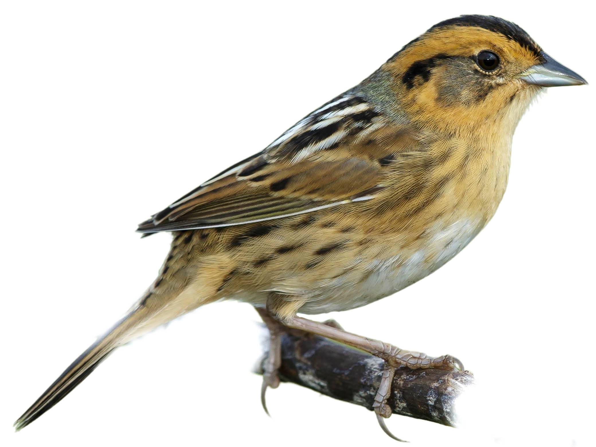 A photo of a Nelson's Sparrow (Ammospiza nelsoni)