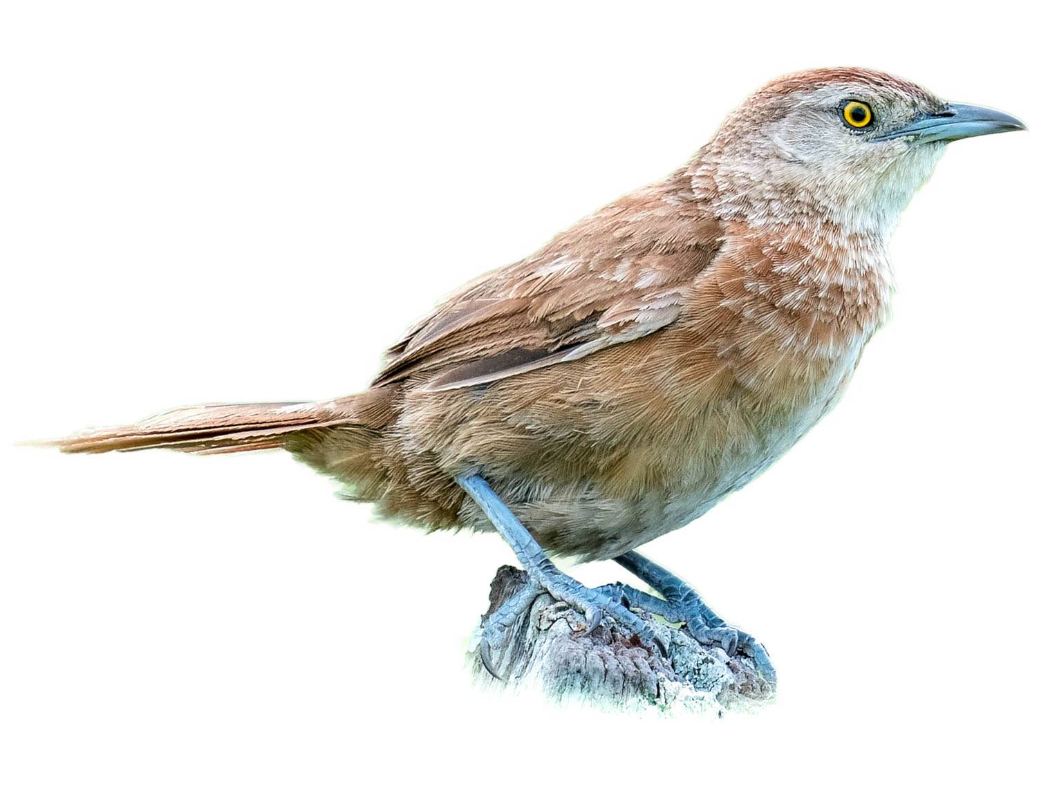 A photo of a Freckle-breasted Thornbird (Phacellodomus striaticollis)