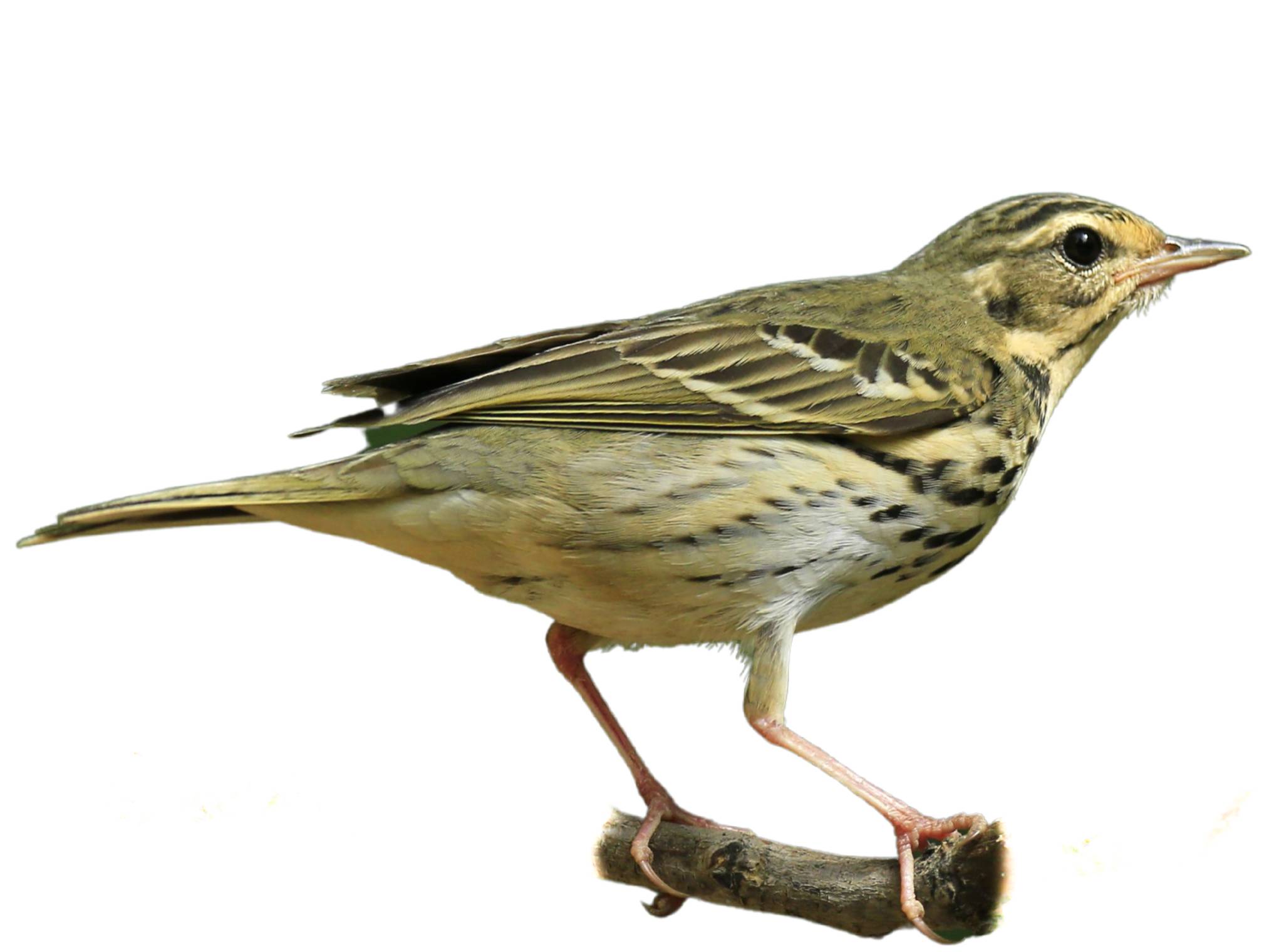 A photo of a Olive-backed Pipit (Anthus hodgsoni)