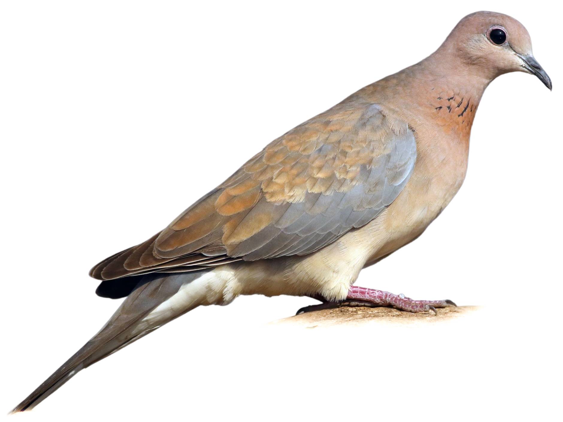 A photo of a Laughing Dove (Spilopelia senegalensis)