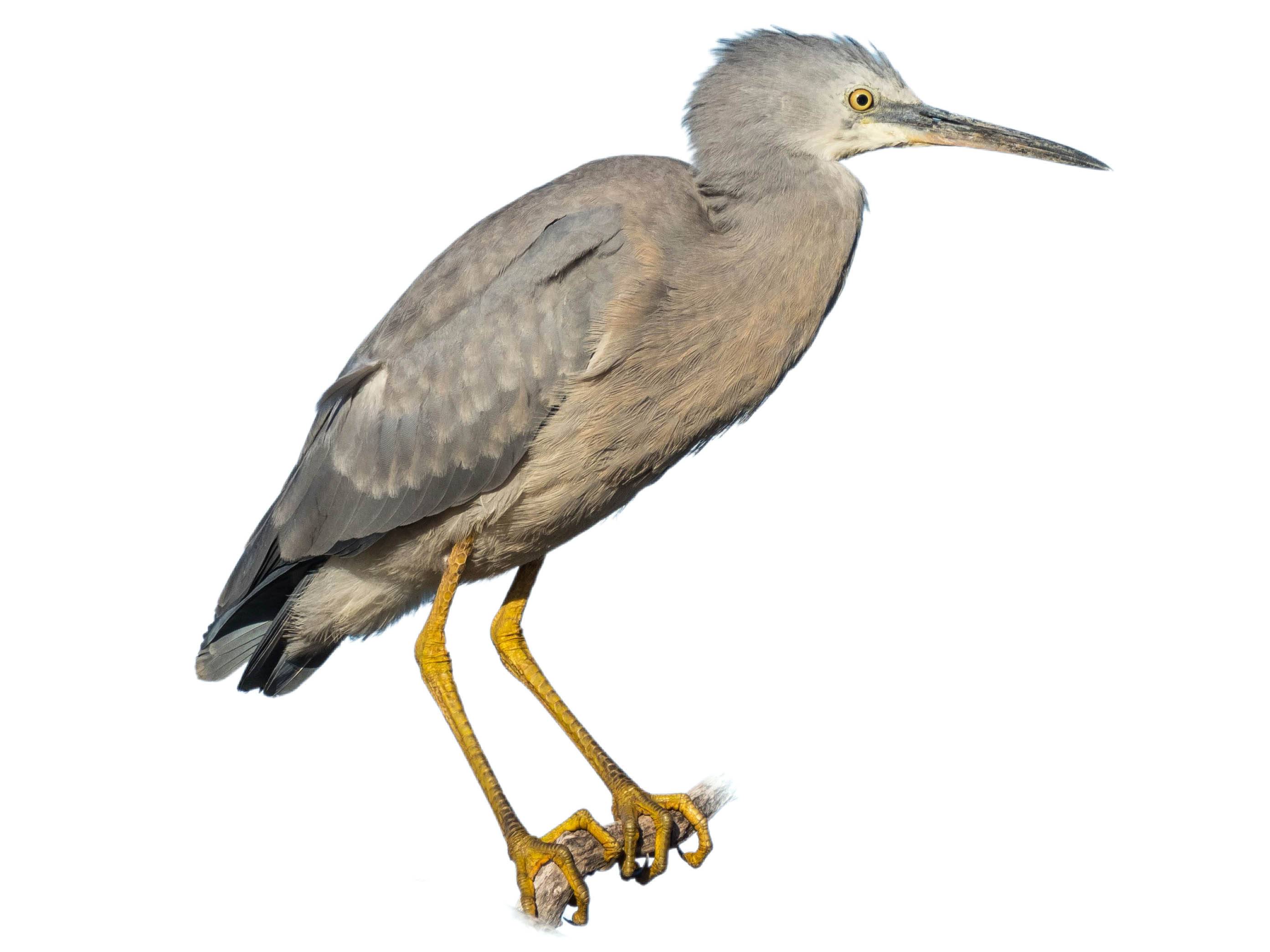 A photo of a White-faced Heron (Egretta novaehollandiae)