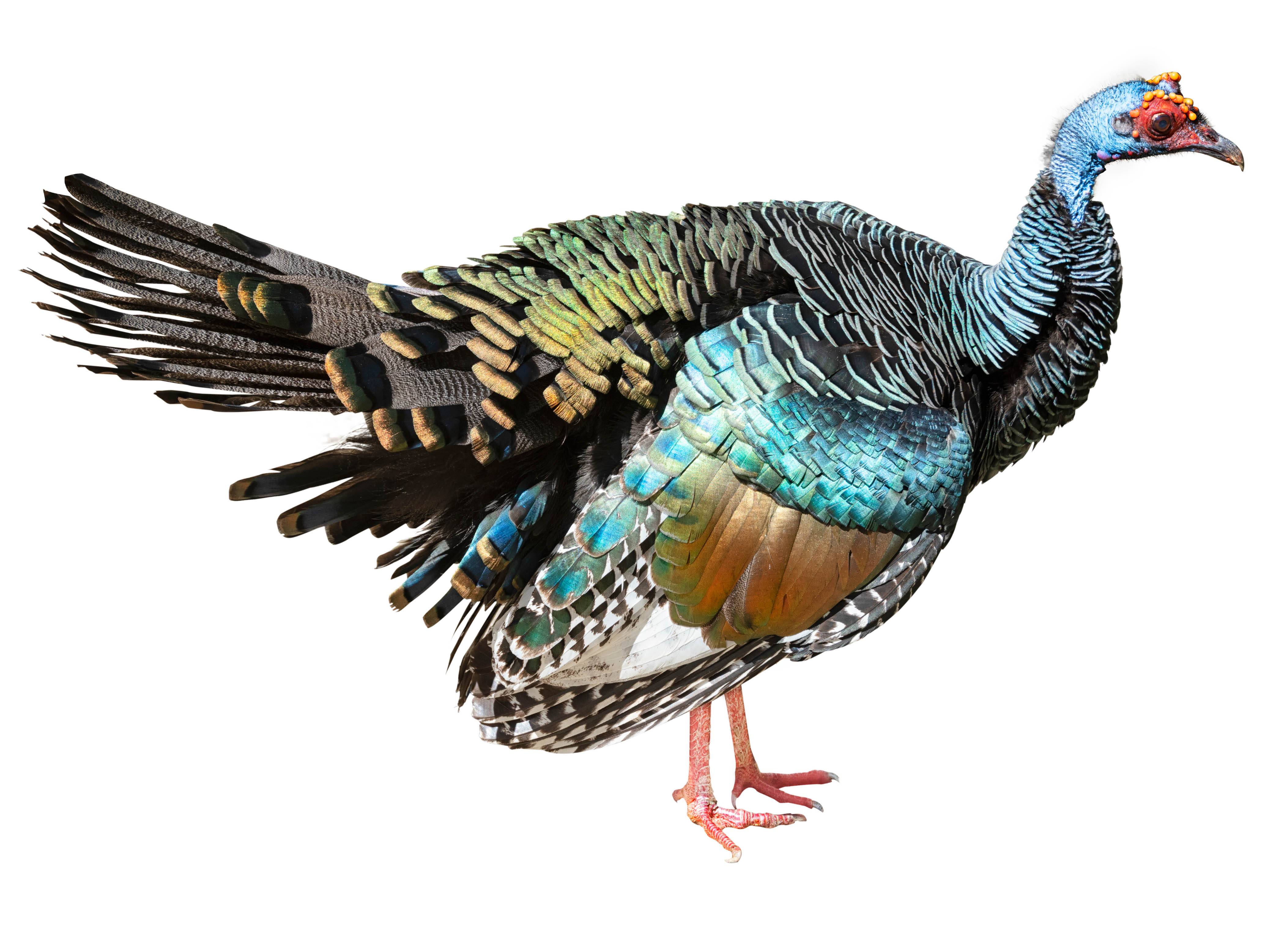 A photo of a Ocellated Turkey (Meleagris ocellata)