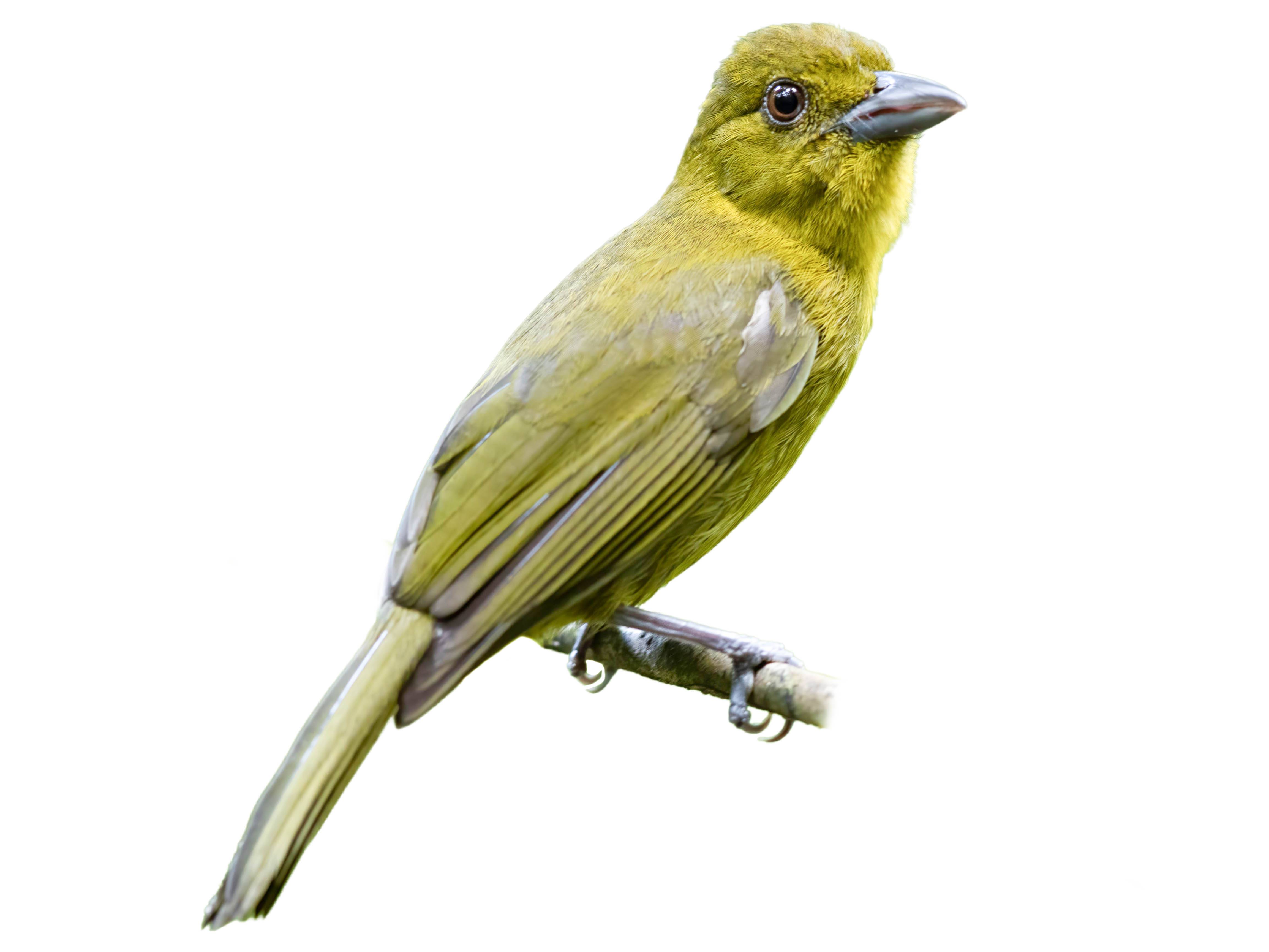 A photo of a Carmiol's Tanager (Chlorothraupis carmioli)