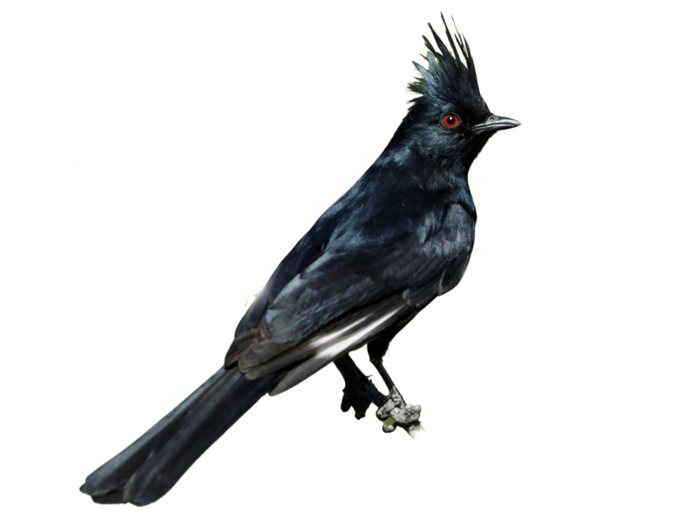 A photo of a Phainopepla (Phainopepla nitens), male