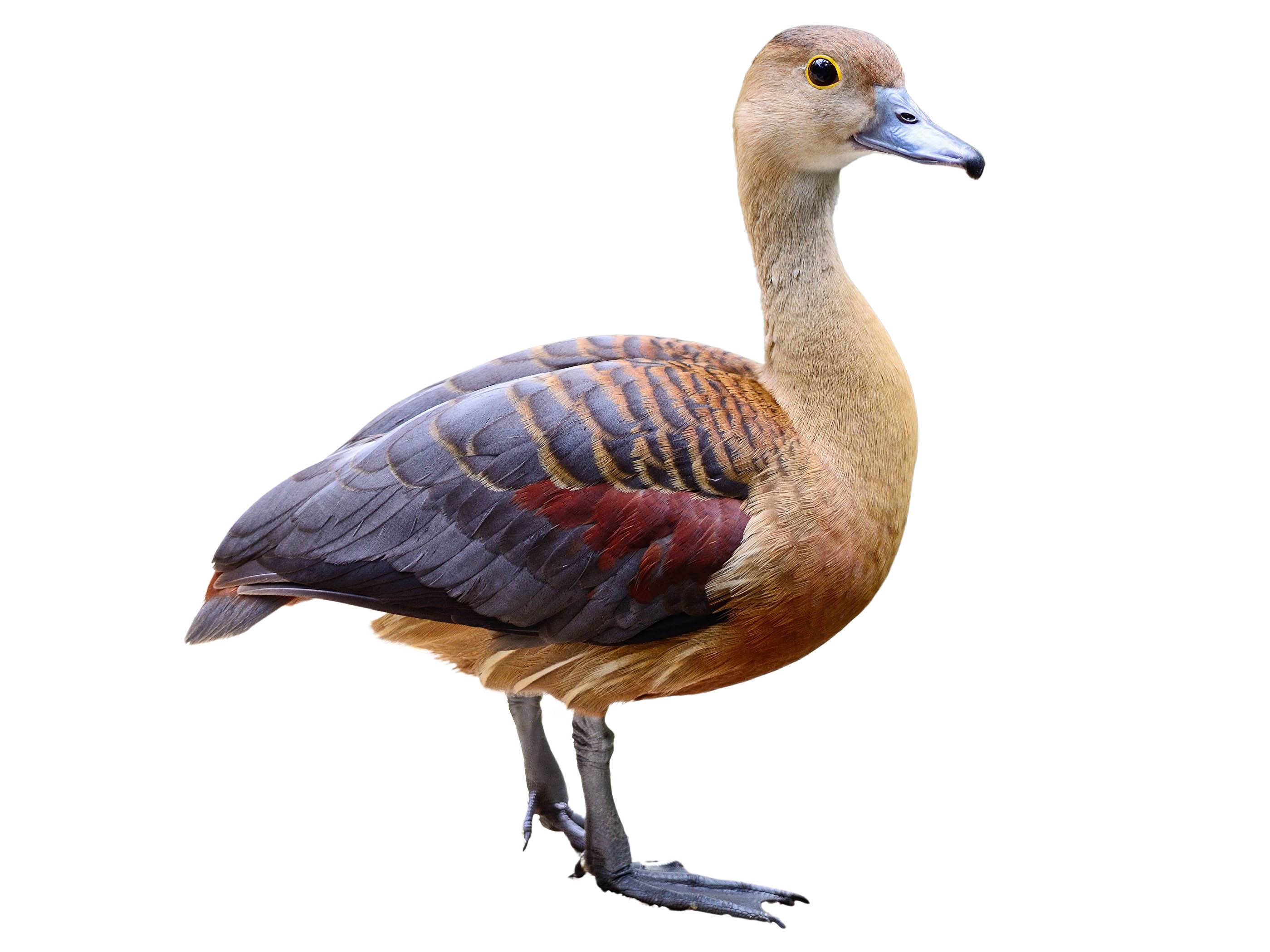 A photo of a Lesser Whistling Duck (Dendrocygna javanica)