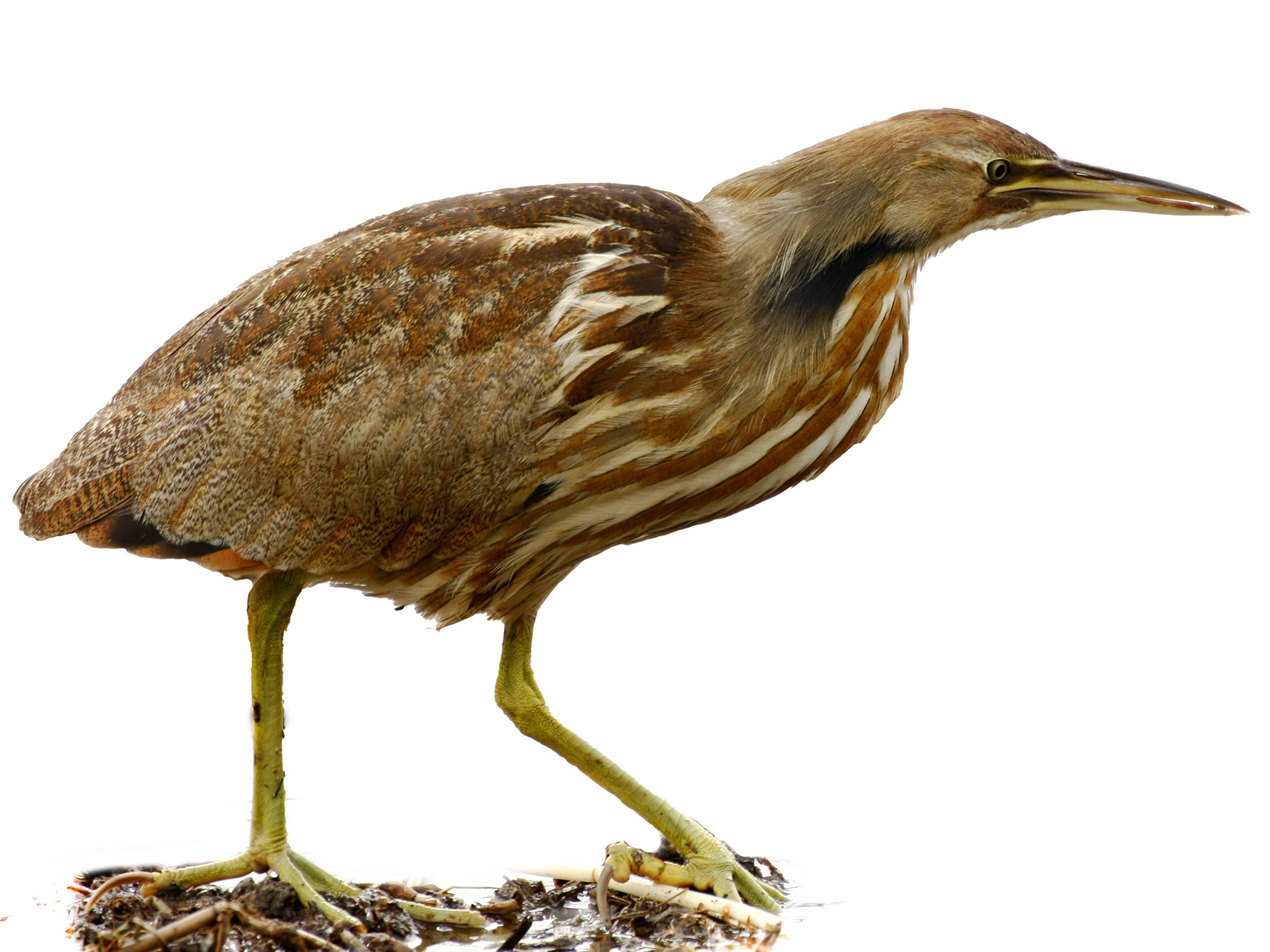 A photo of a American Bittern (Botaurus lentiginosus)