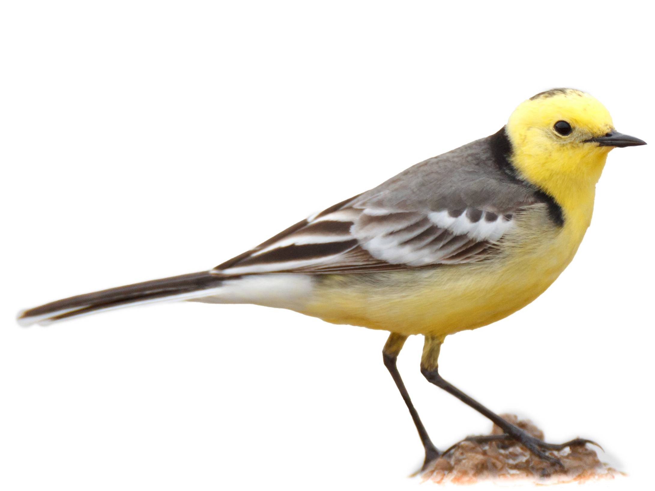 A photo of a Citrine Wagtail (Motacilla citreola), male