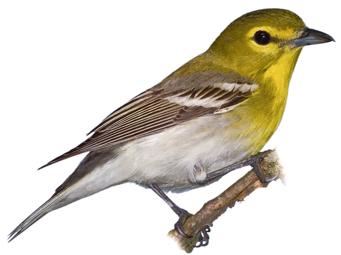 A photo of a Yellow-throated Vireo (Vireo flavifrons)