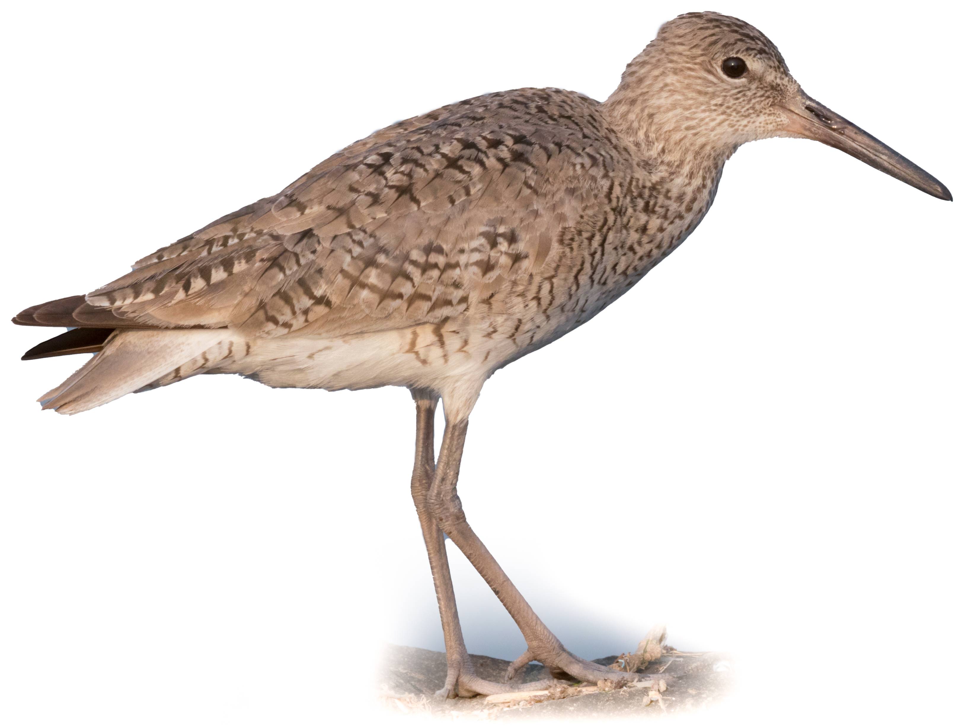 A photo of a Willet (Tringa semipalmata)