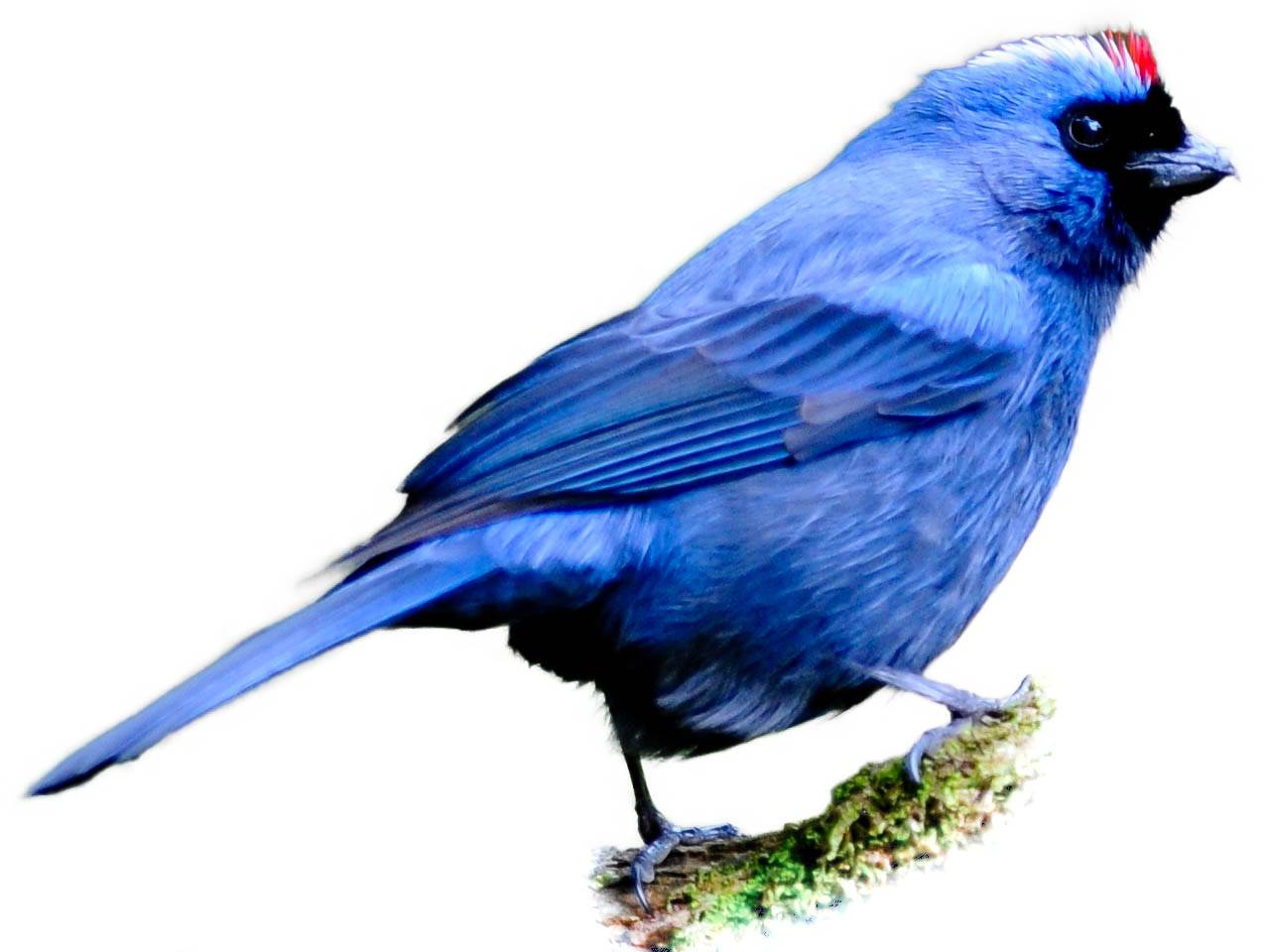 A photo of a Diademed Tanager (Stephanophorus diadematus)