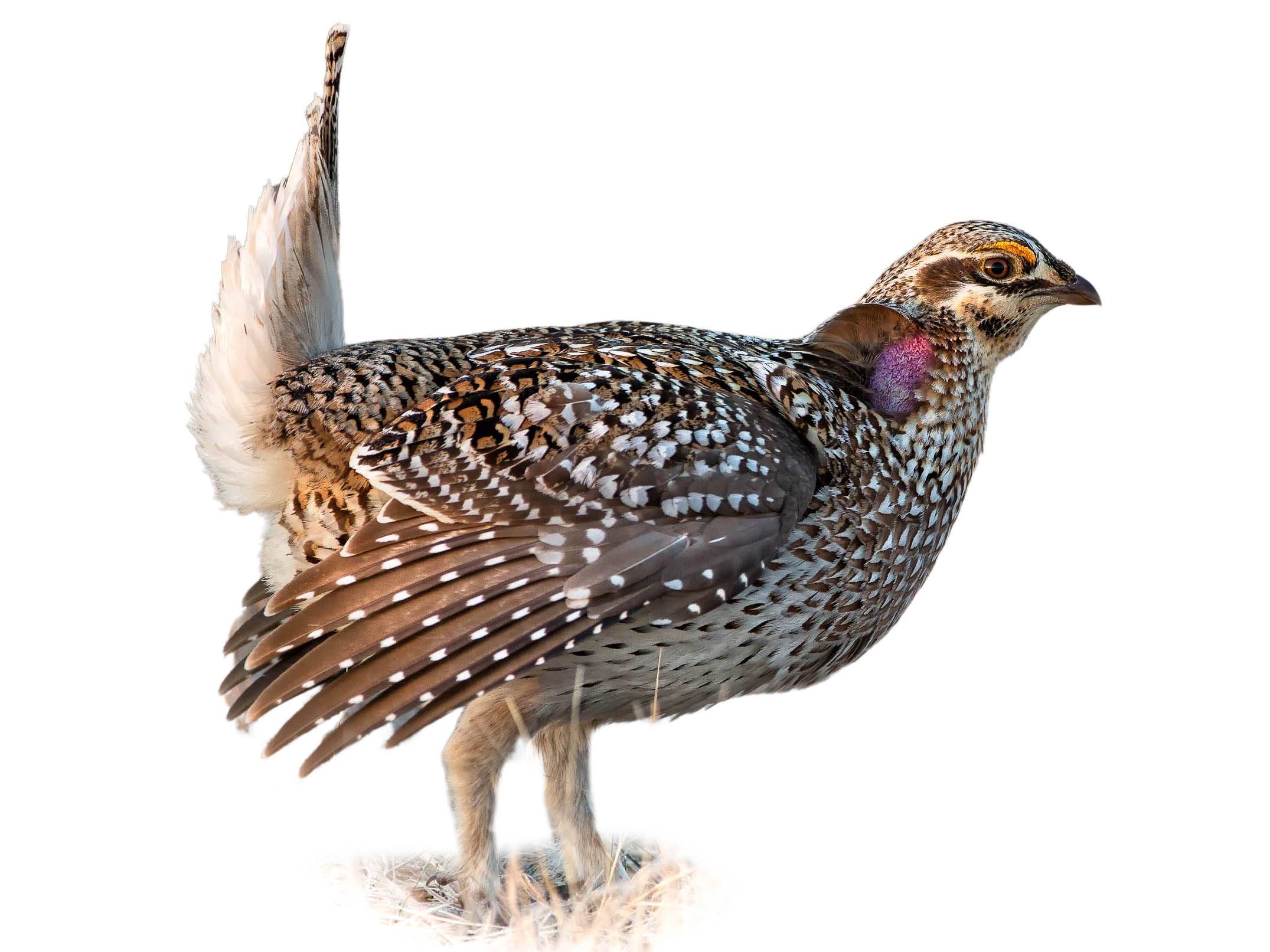 A photo of a Sharp-tailed Grouse (Tympanuchus phasianellus), male