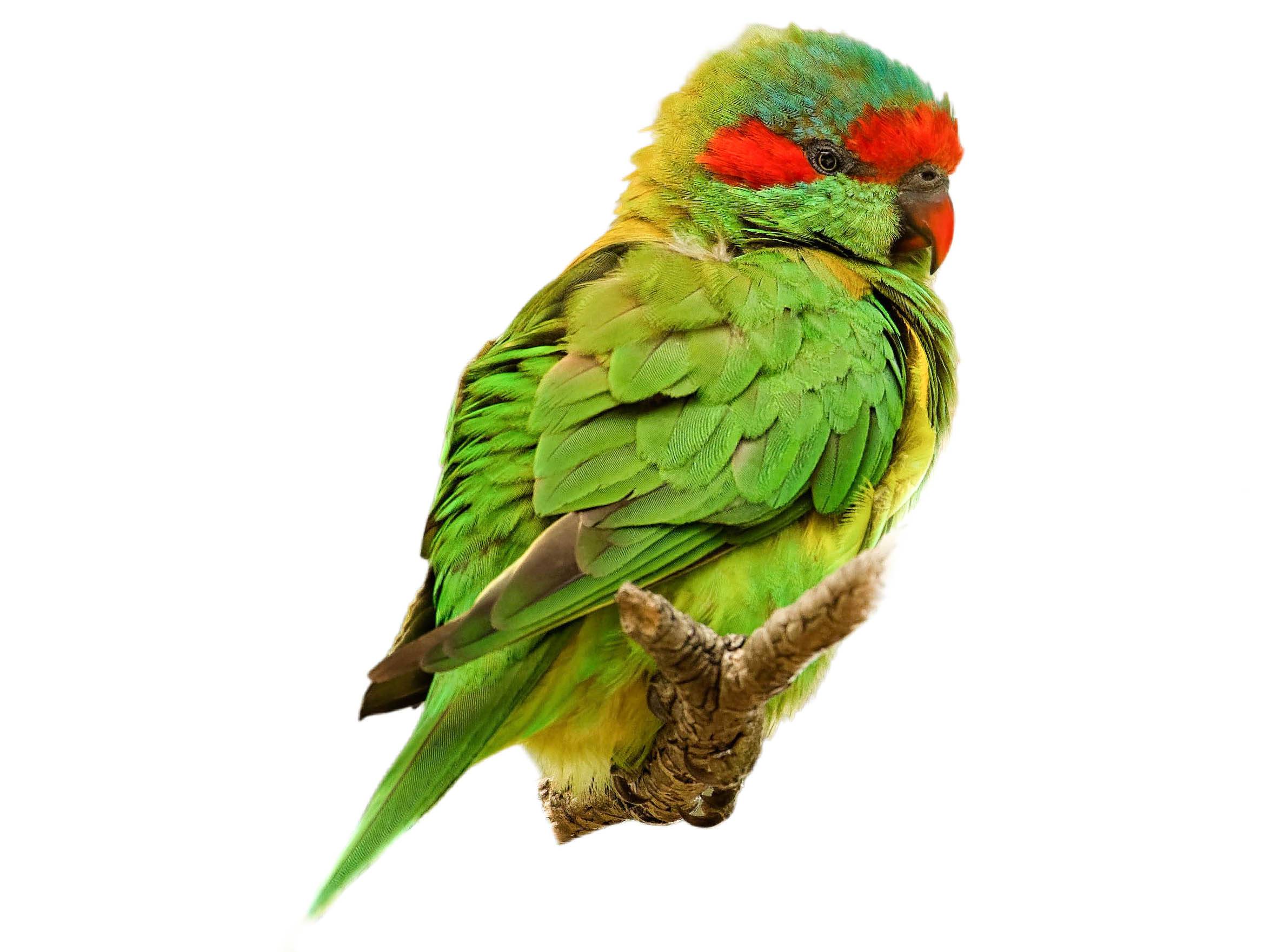 A photo of a Musk Lorikeet (Glossopsitta concinna)