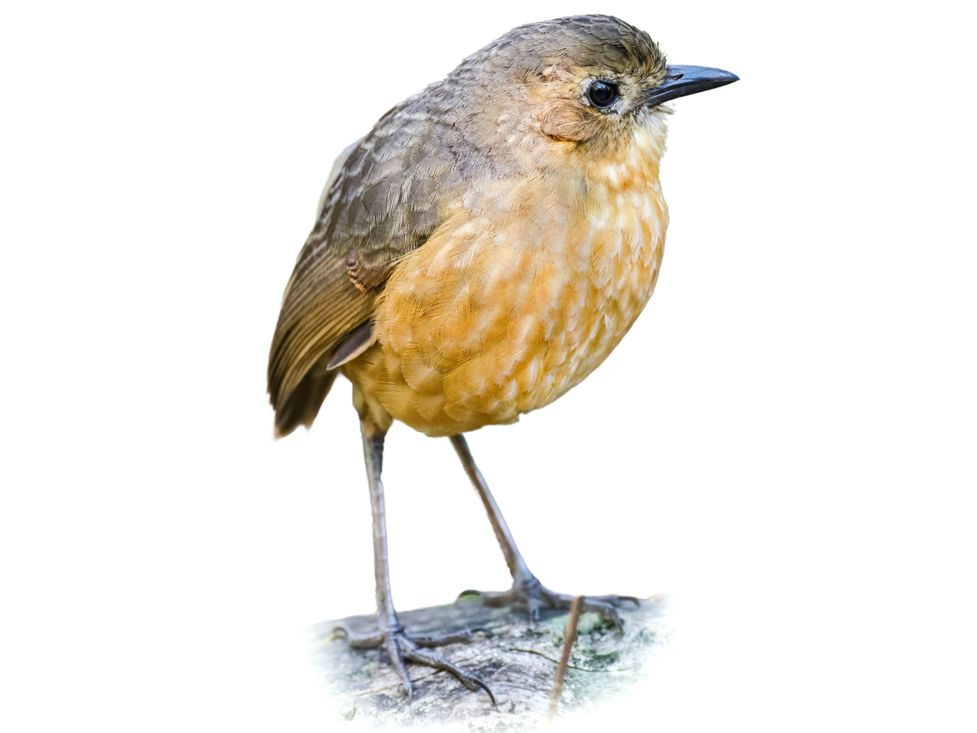 A photo of a Tawny Antpitta (Grallaria quitensis)