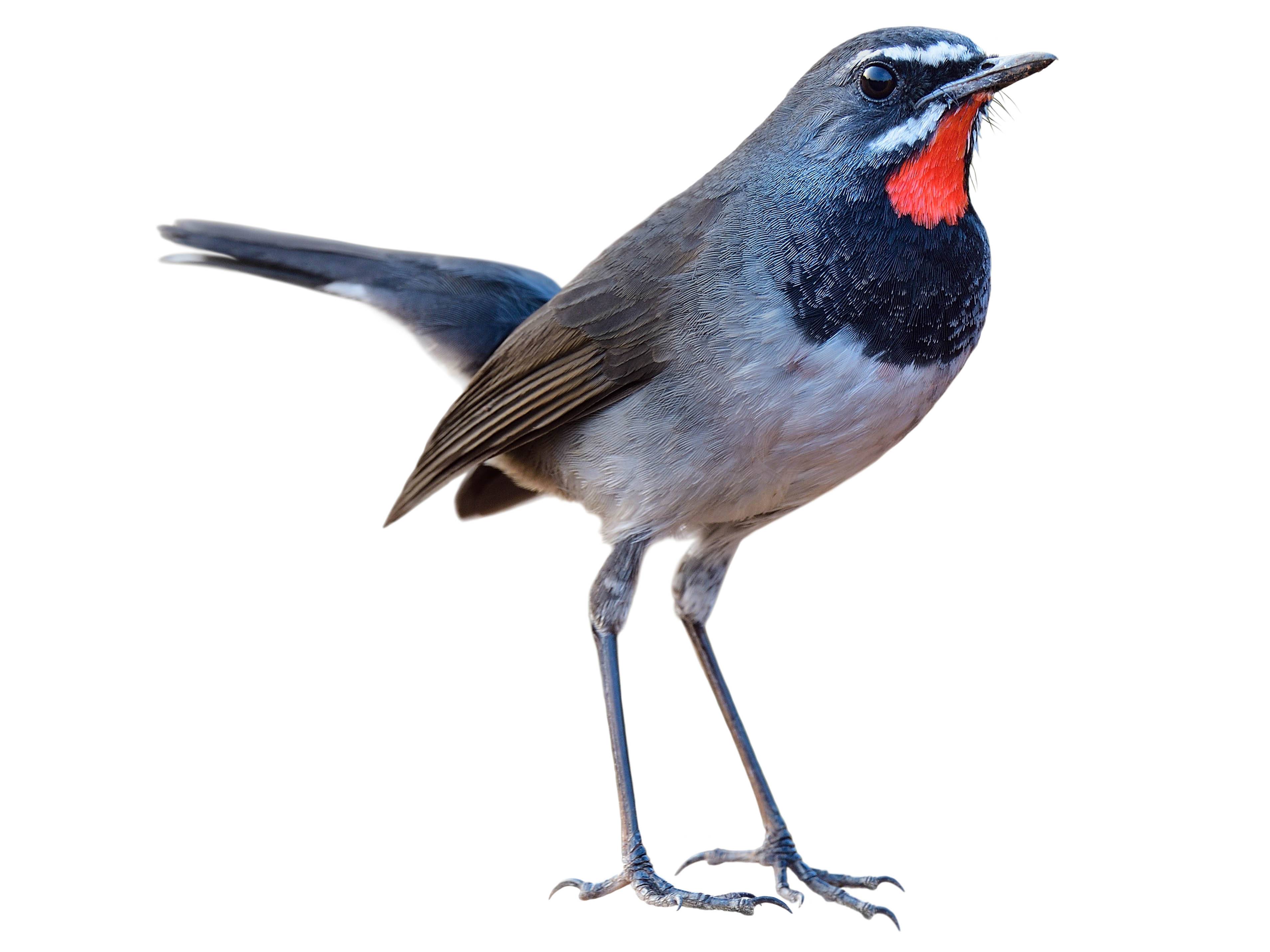 A photo of a Chinese Rubythroat (Calliope tschebaiewi), male