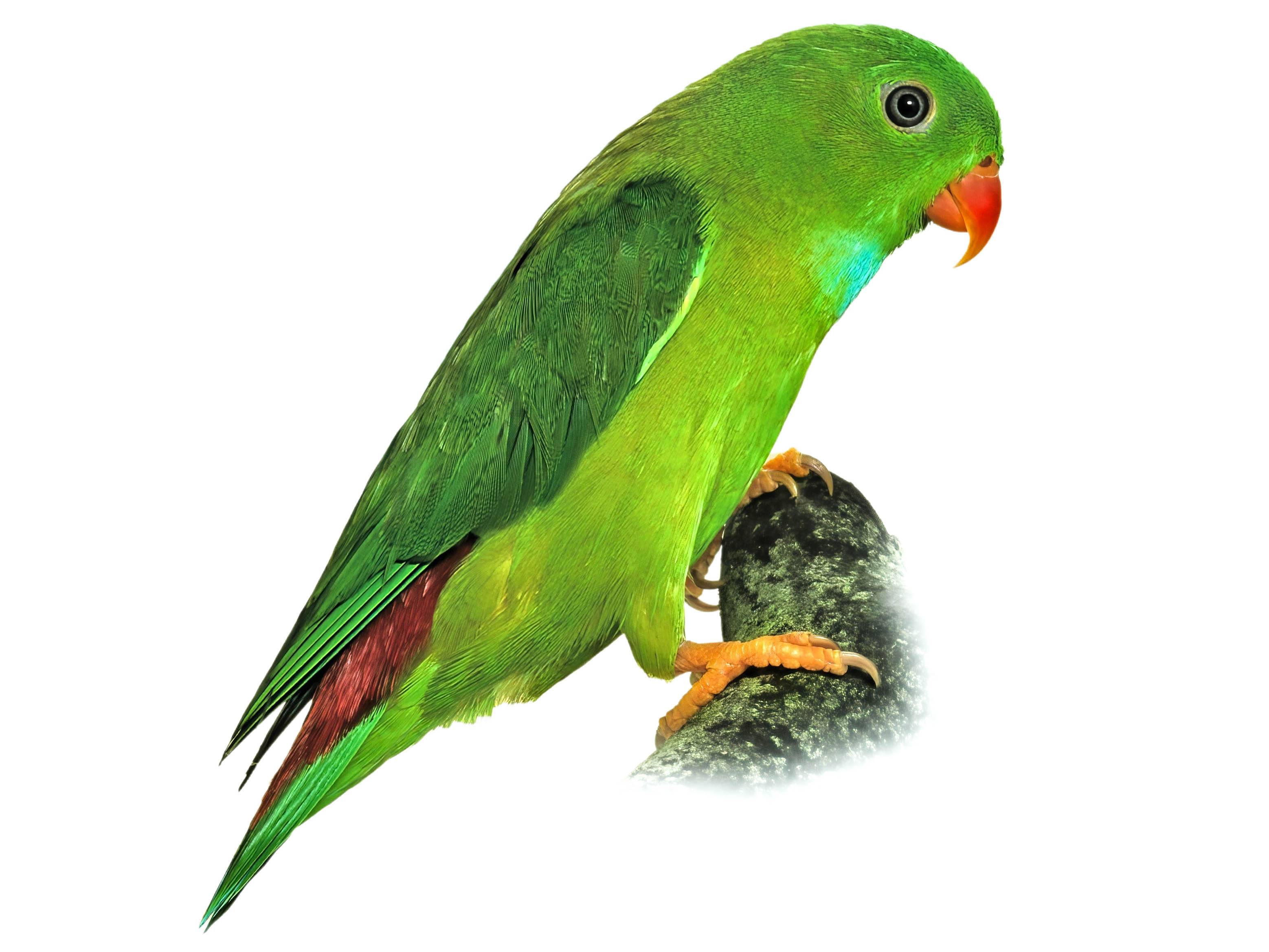 A photo of a Vernal Hanging Parrot (Loriculus vernalis), male