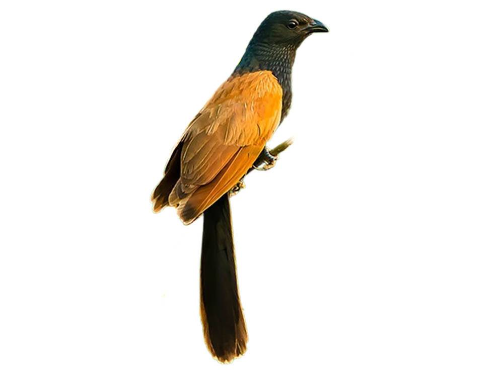 A photo of a Lesser Coucal (Centropus bengalensis)