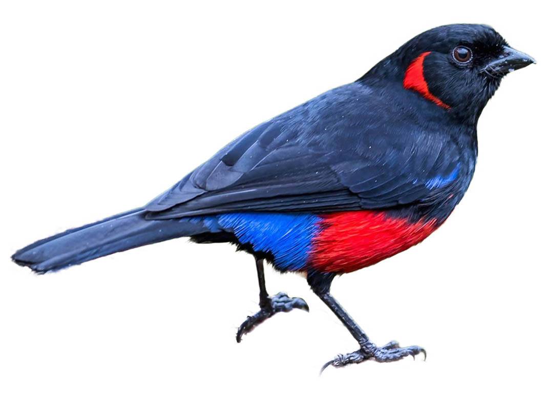 A photo of a Scarlet-bellied Mountain Tanager (Anisognathus igniventris)