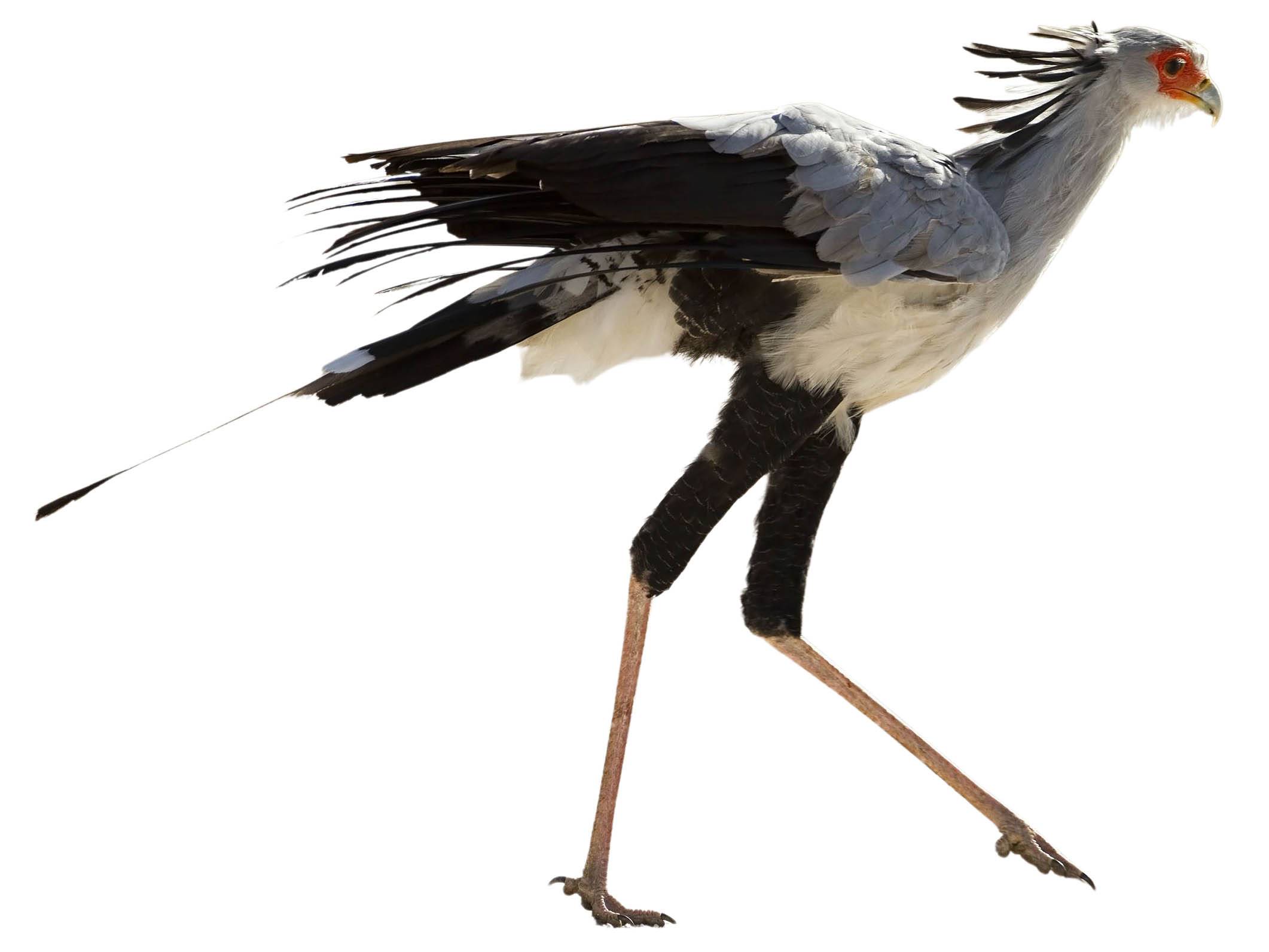 A photo of a Secretarybird (Sagittarius serpentarius)