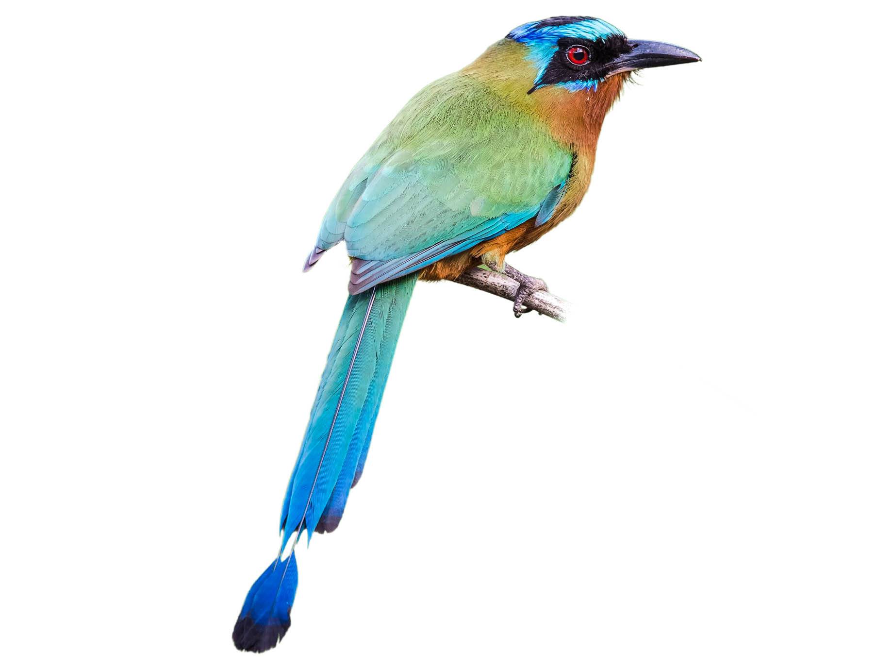 A photo of a Trinidad Motmot (Momotus bahamensis)