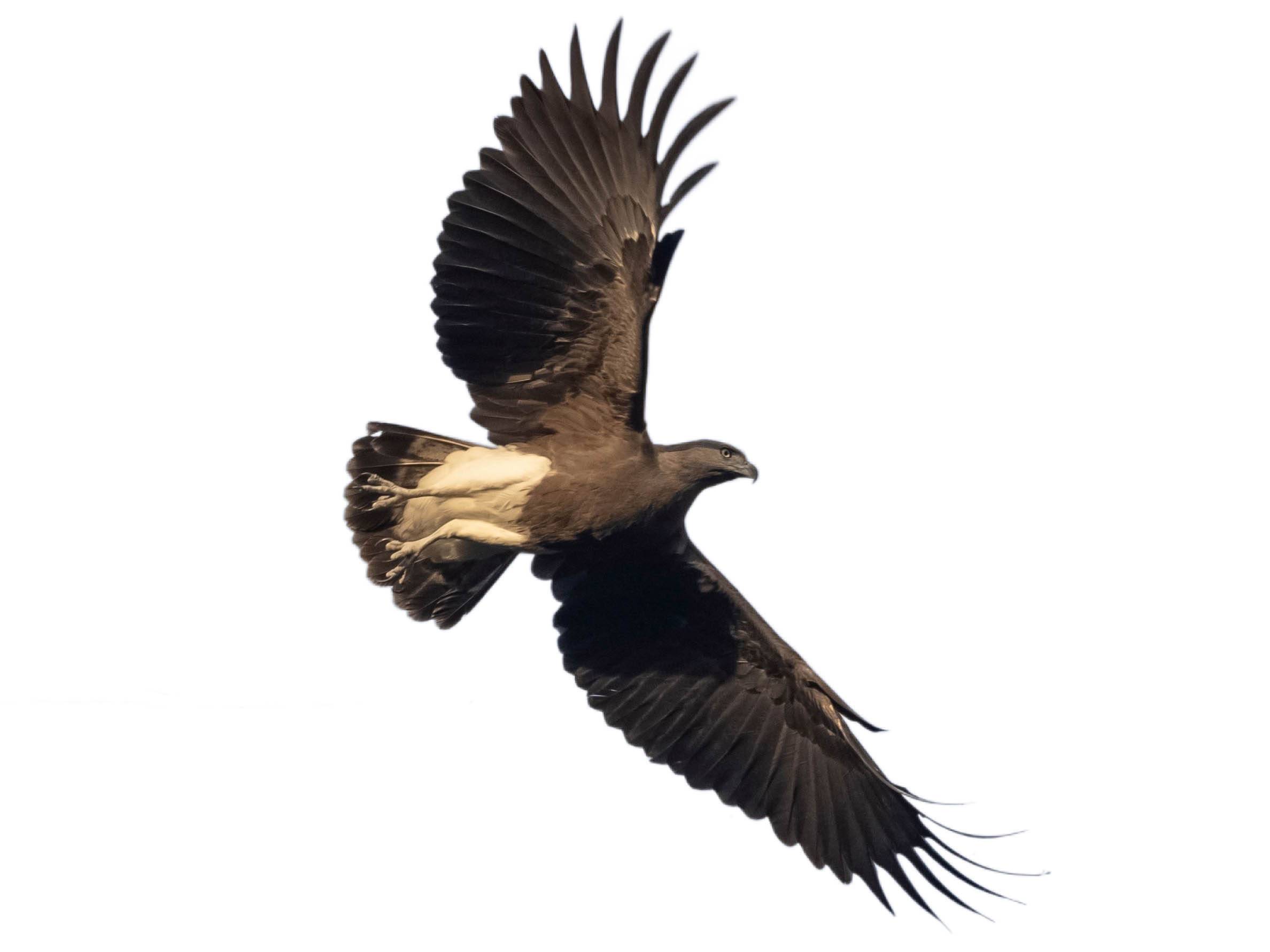 A photo of a Lesser Fish Eagle (Haliaeetus humilis)