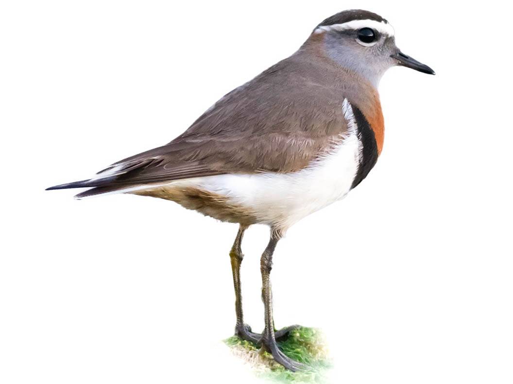 A photo of a Rufous-chested Plover (Charadrius modestus)