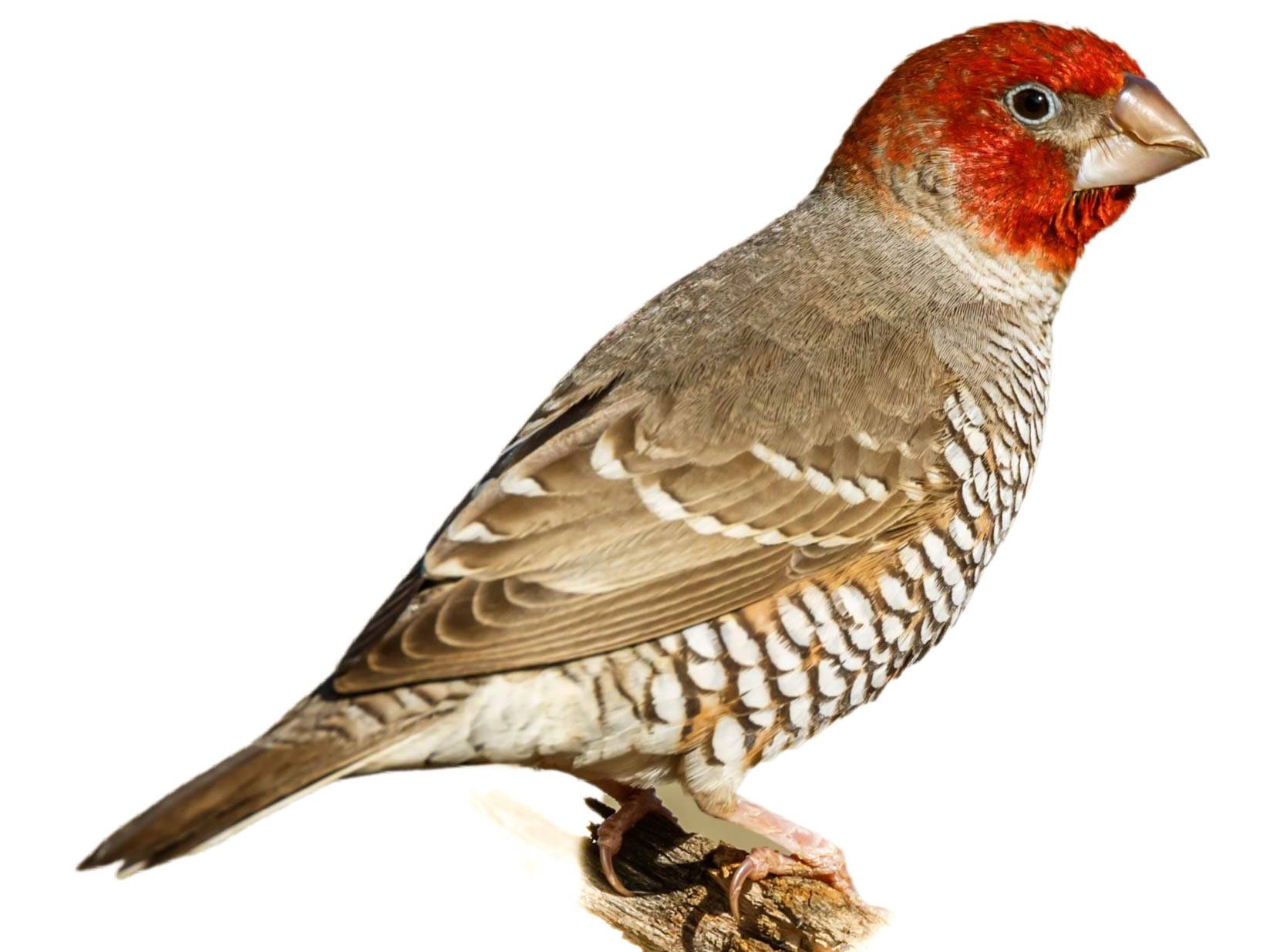 A photo of a Red-headed Finch (Amadina erythrocephala), male