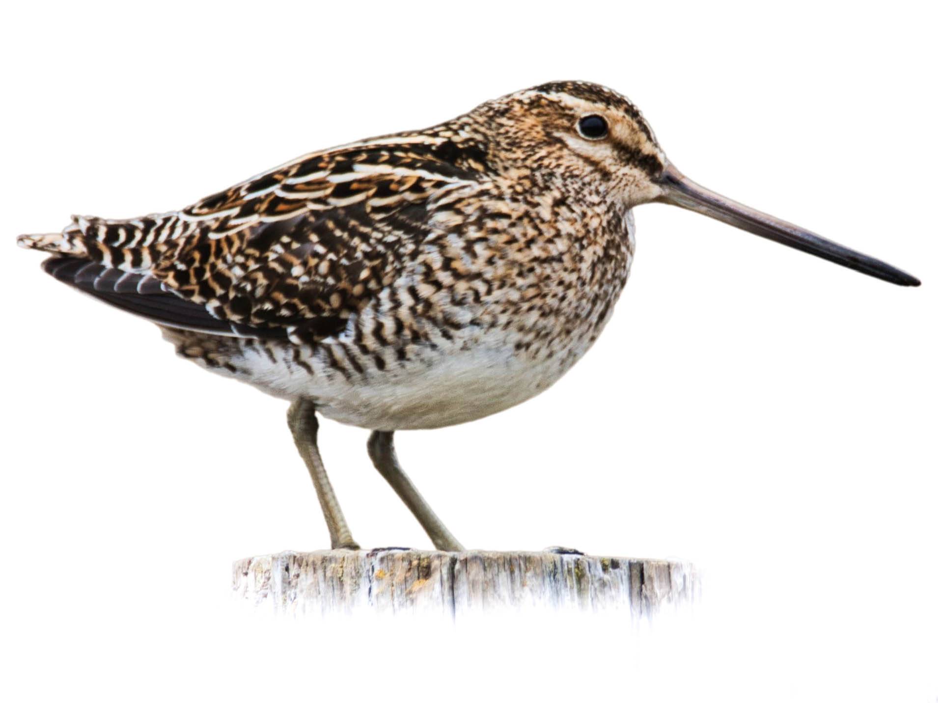 A photo of a Pin-tailed Snipe (Gallinago stenura)