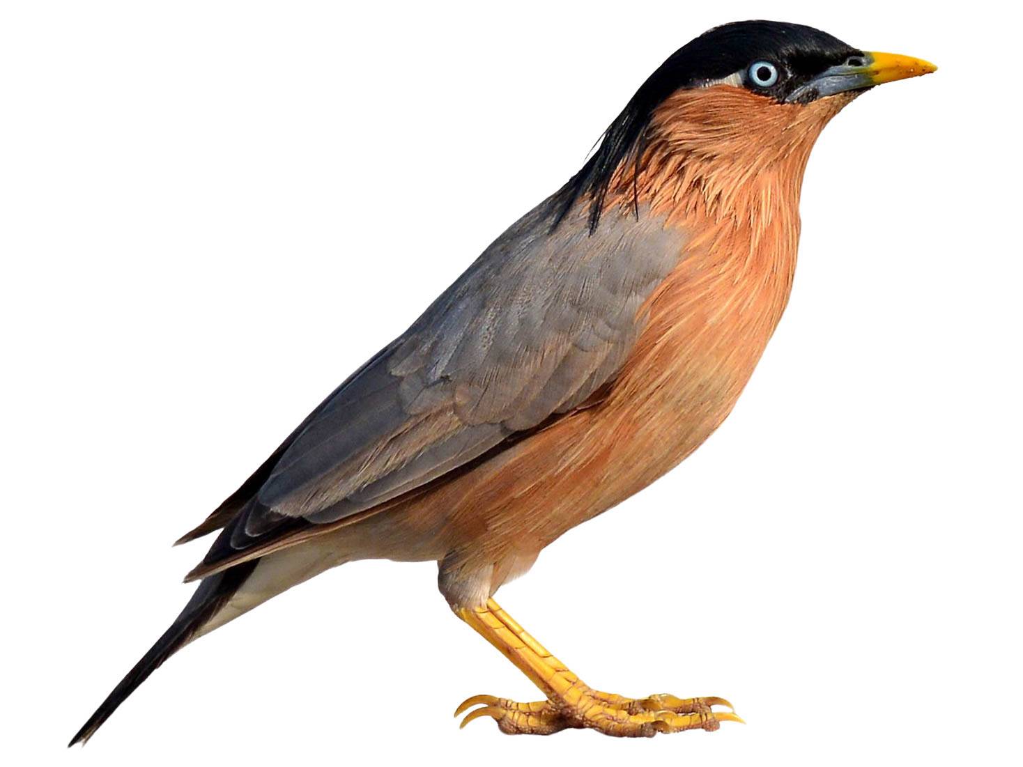 A photo of a Brahminy Starling (Sturnia pagodarum)