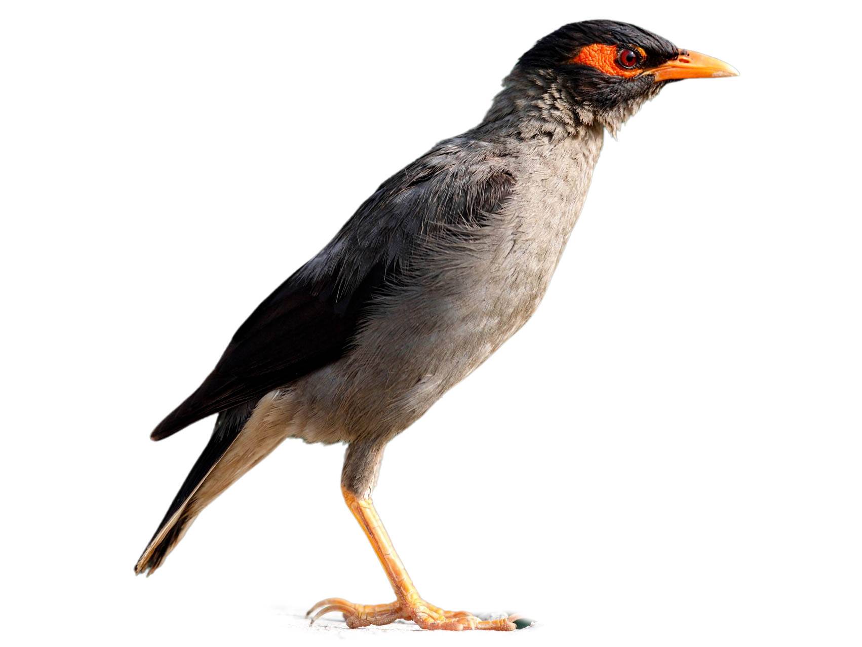 A photo of a Bank Myna (Acridotheres ginginianus)