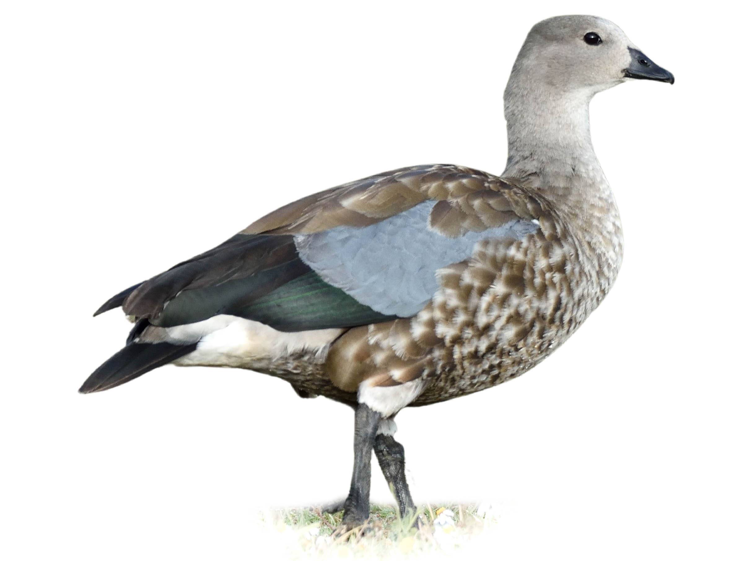 A photo of a Blue-winged Goose (Cyanochen cyanoptera)