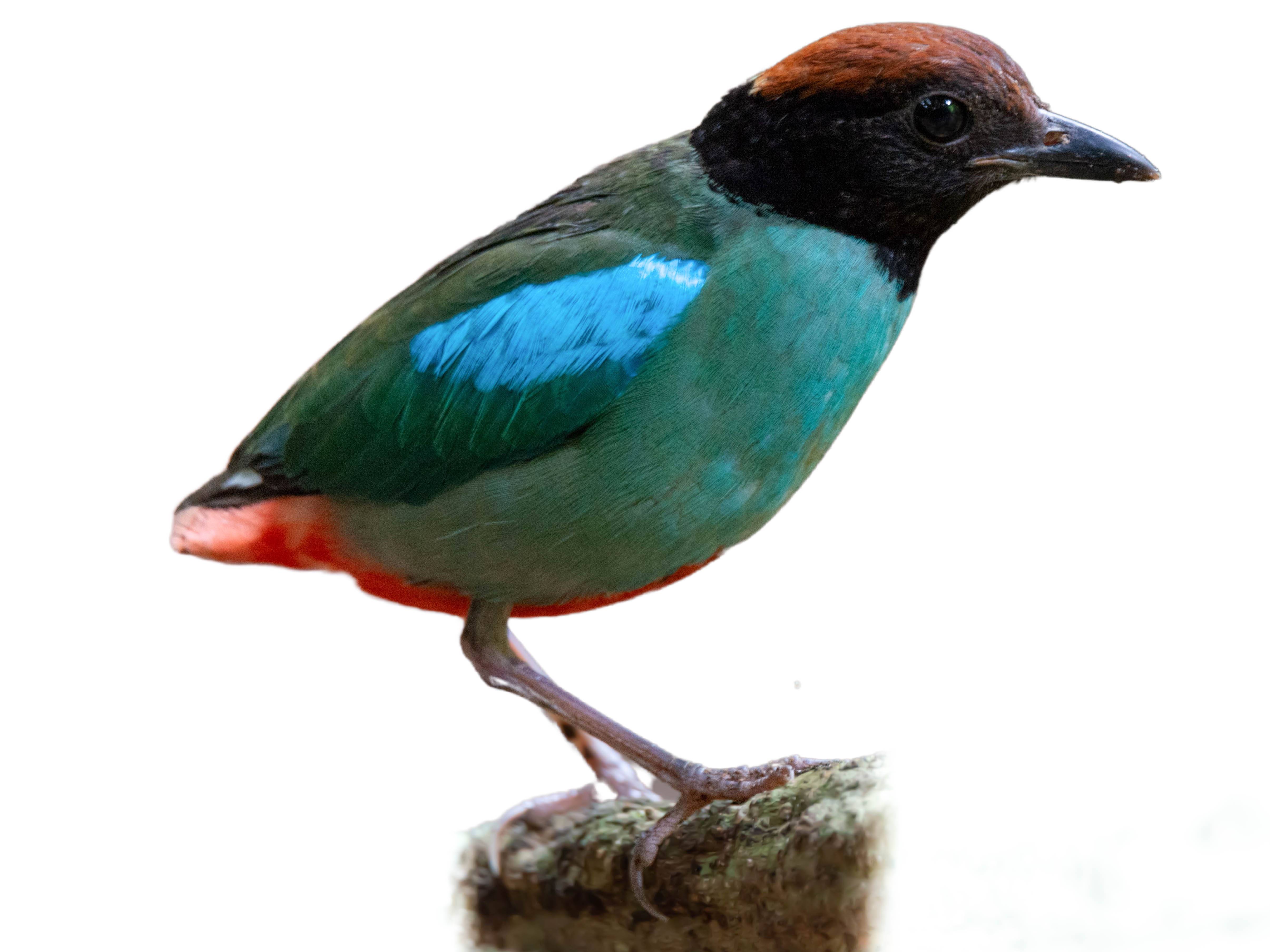 A photo of a Hooded Pitta (Pitta sordida)