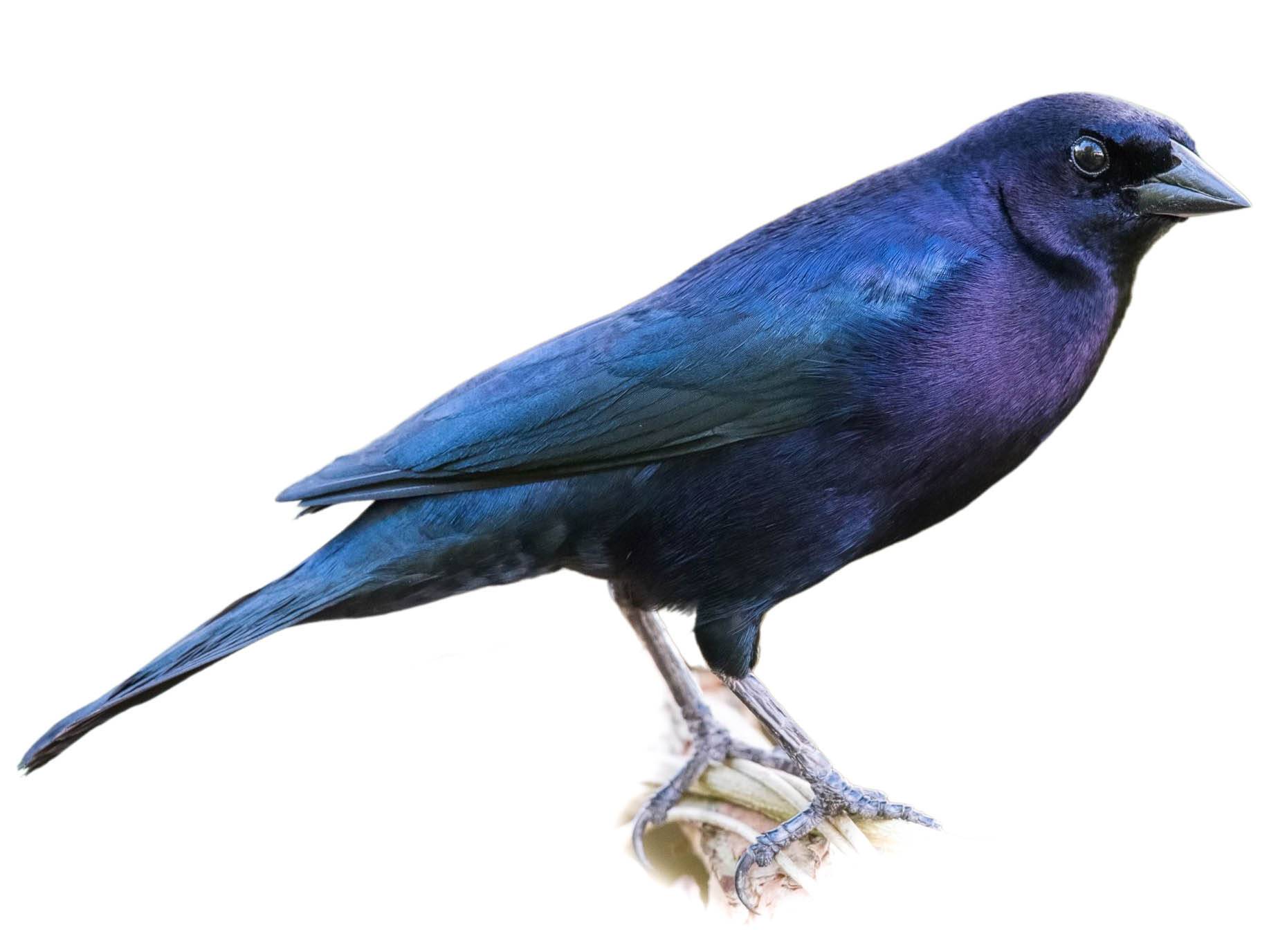 A photo of a Shiny Cowbird (Molothrus bonariensis), male