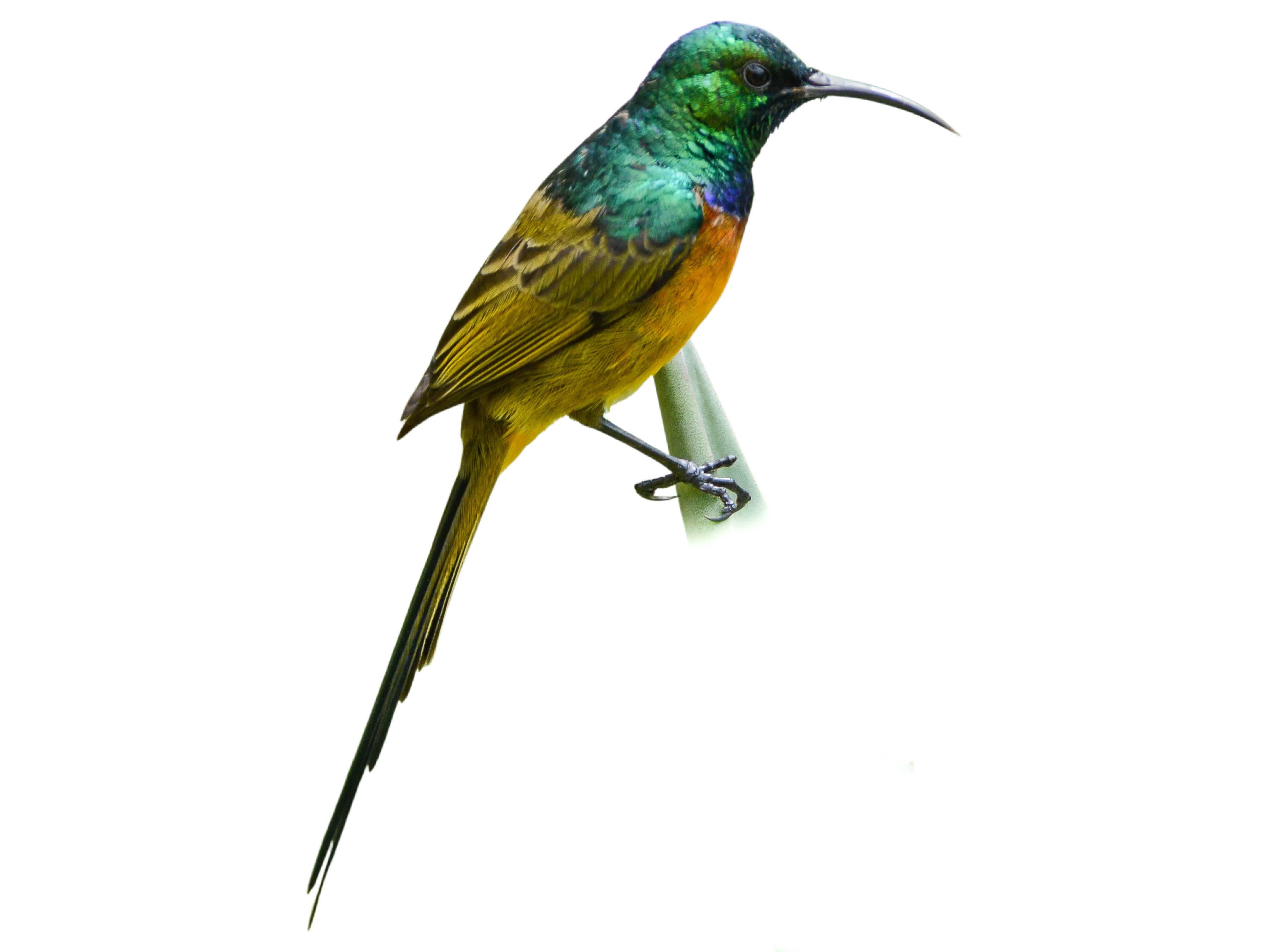 A photo of a Orange-breasted Sunbird (Anthobaphes violacea), male