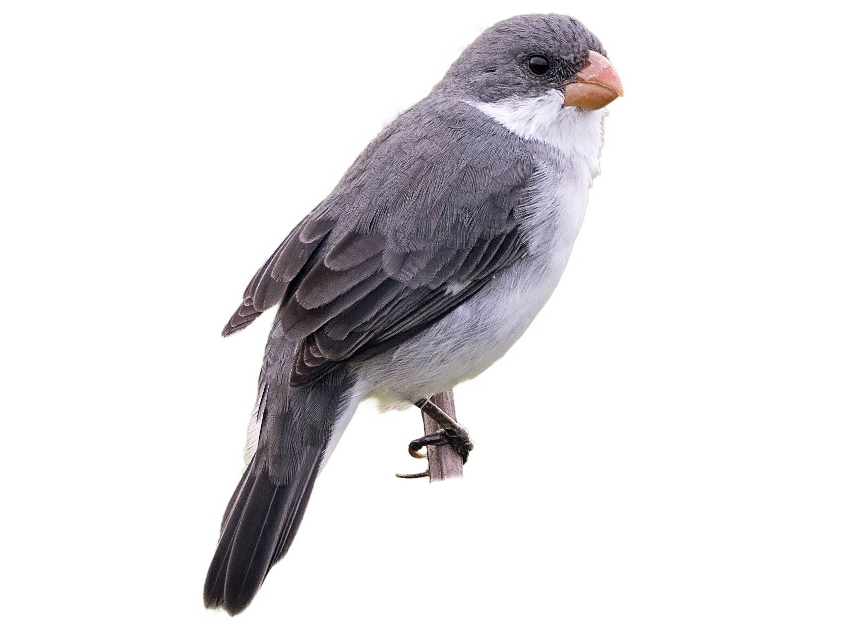 A photo of a White-bellied Seedeater (Sporophila leucoptera), male